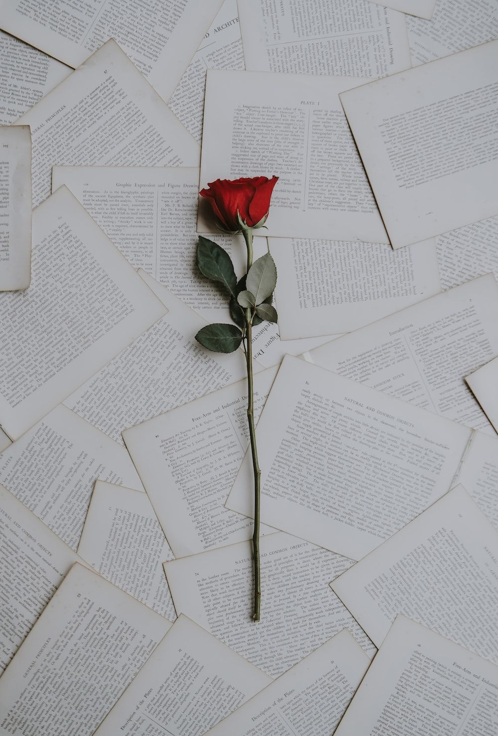 Rote Rose, Buchseiten, Papier, Romantik, Grau, HD, iPad-Hintergrundbild