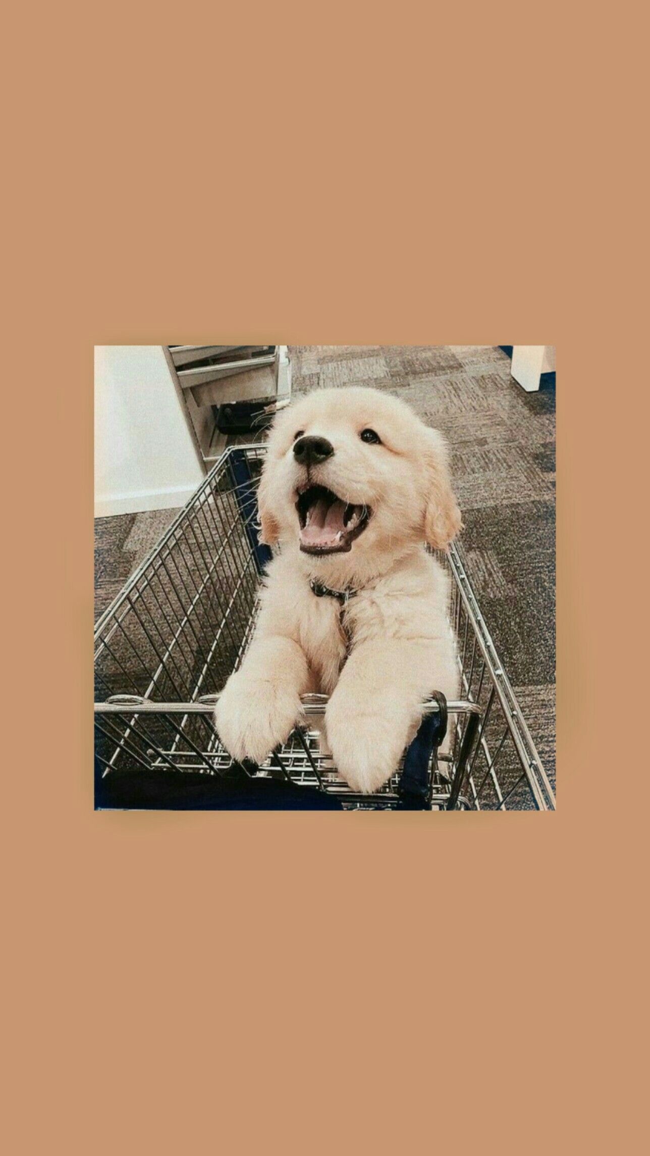 Golden Retriever, Welpe, Beiger Hintergrund, Ästhetik, Lächeln, Sperrbildschirm fürs iPhone