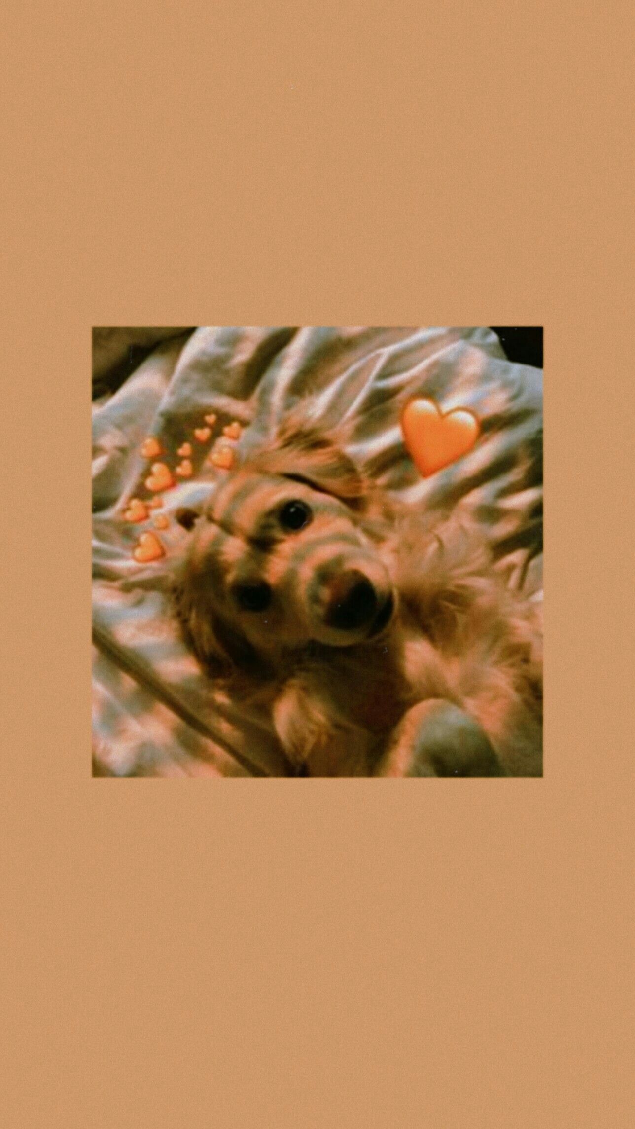 Golden Retriever, Welpe, Rahmen, Karamellbraun, Niedlich, Android-Hintergrundbild