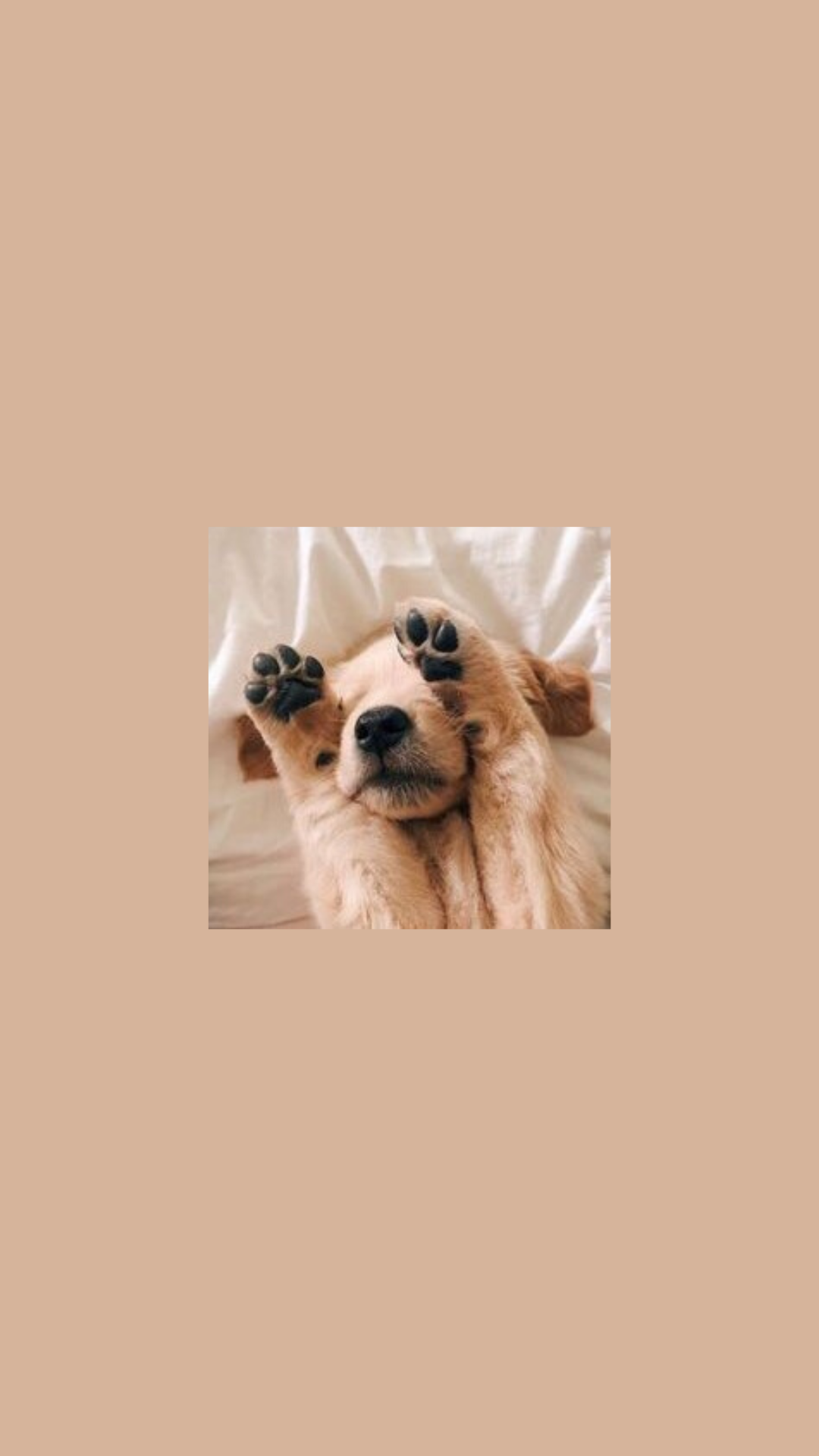 Golden Retriever, Welpe, Beige, Minimalistisch, Süß, Full HD, Hintergrundbild fürs Handy