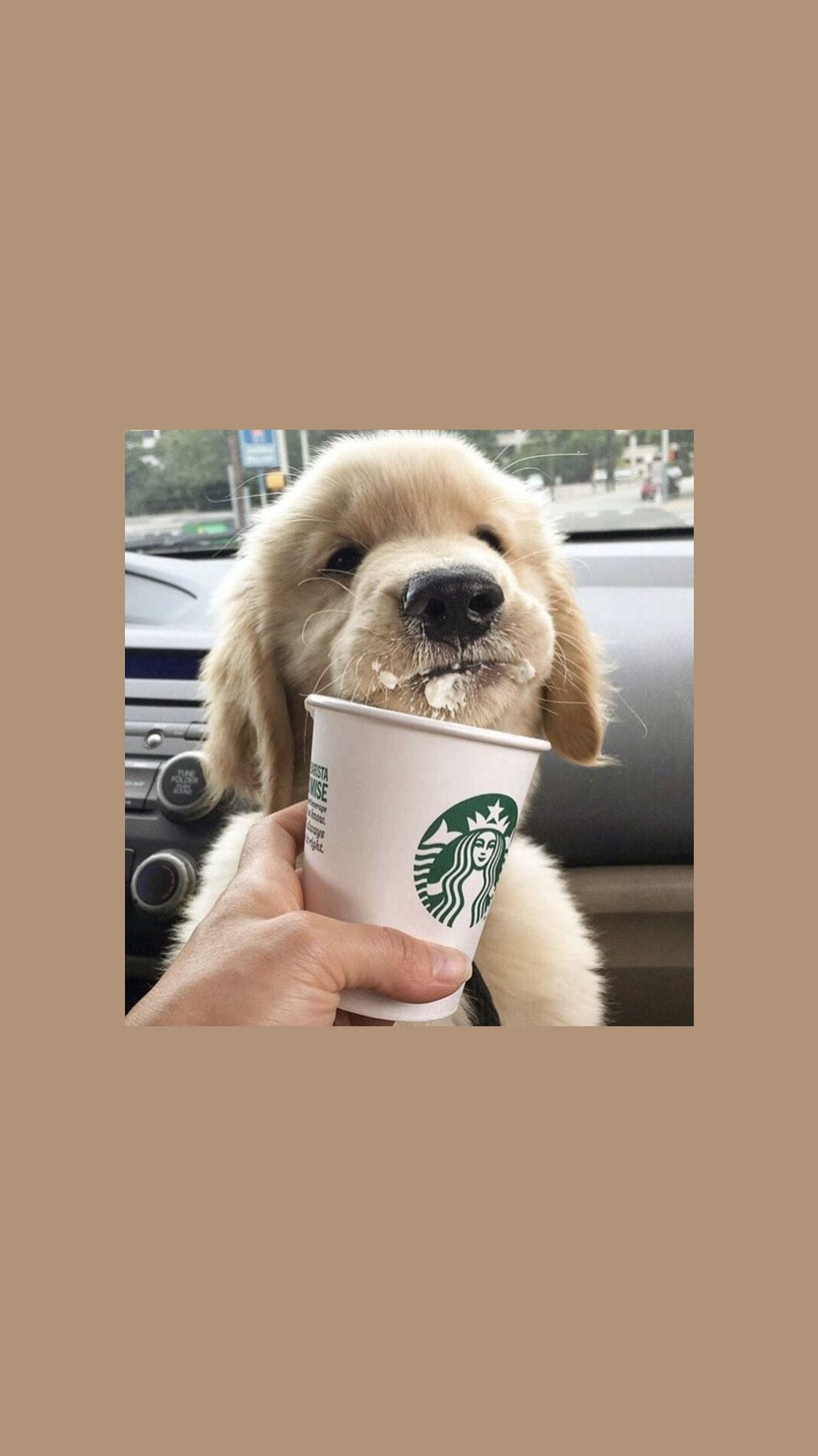 Golden Retriever, Welpe, Starbucks-Becher, Taupe, Ästhetik, Full HD, iPhone-Hintergrundbild