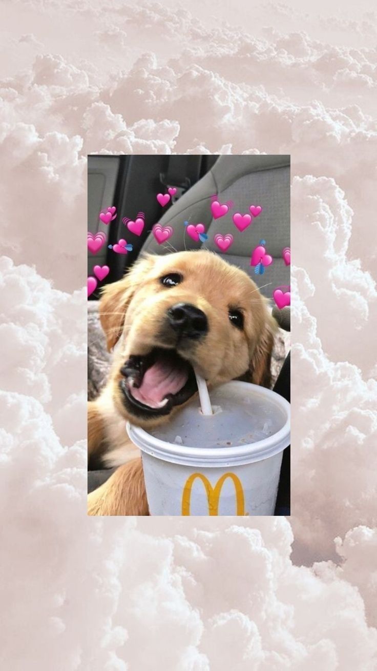 Golden Retriever, Welpe, McDonald's-Becher, Herzen, Wolken, Hintergrundbild fürs Handy