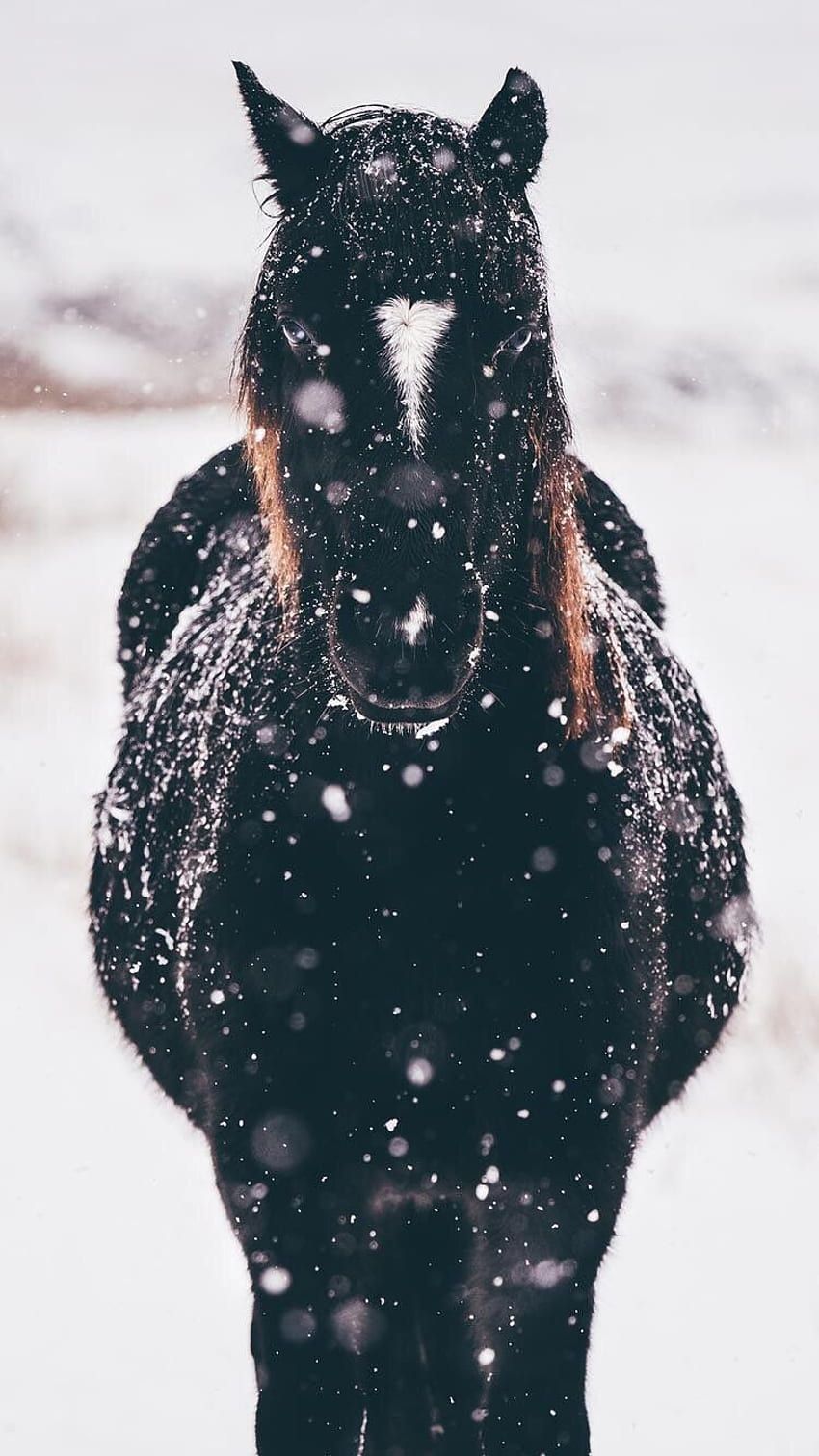 Rappe, Schneeflocken, Frontalansicht, Winter, Hintergrundbild für iPhone und Android