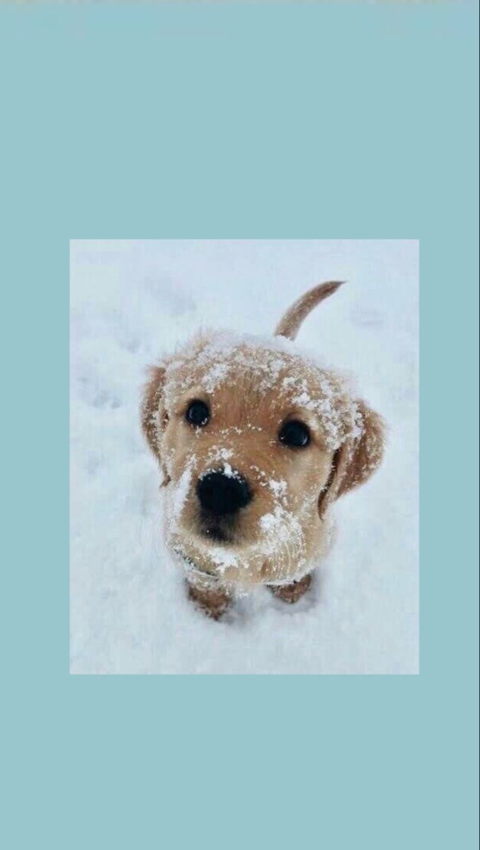 Golden Retriever, Welpe, Schnee, Hellblauer Hintergrund, Winter, Sperrbildschirm fürs iPhone
