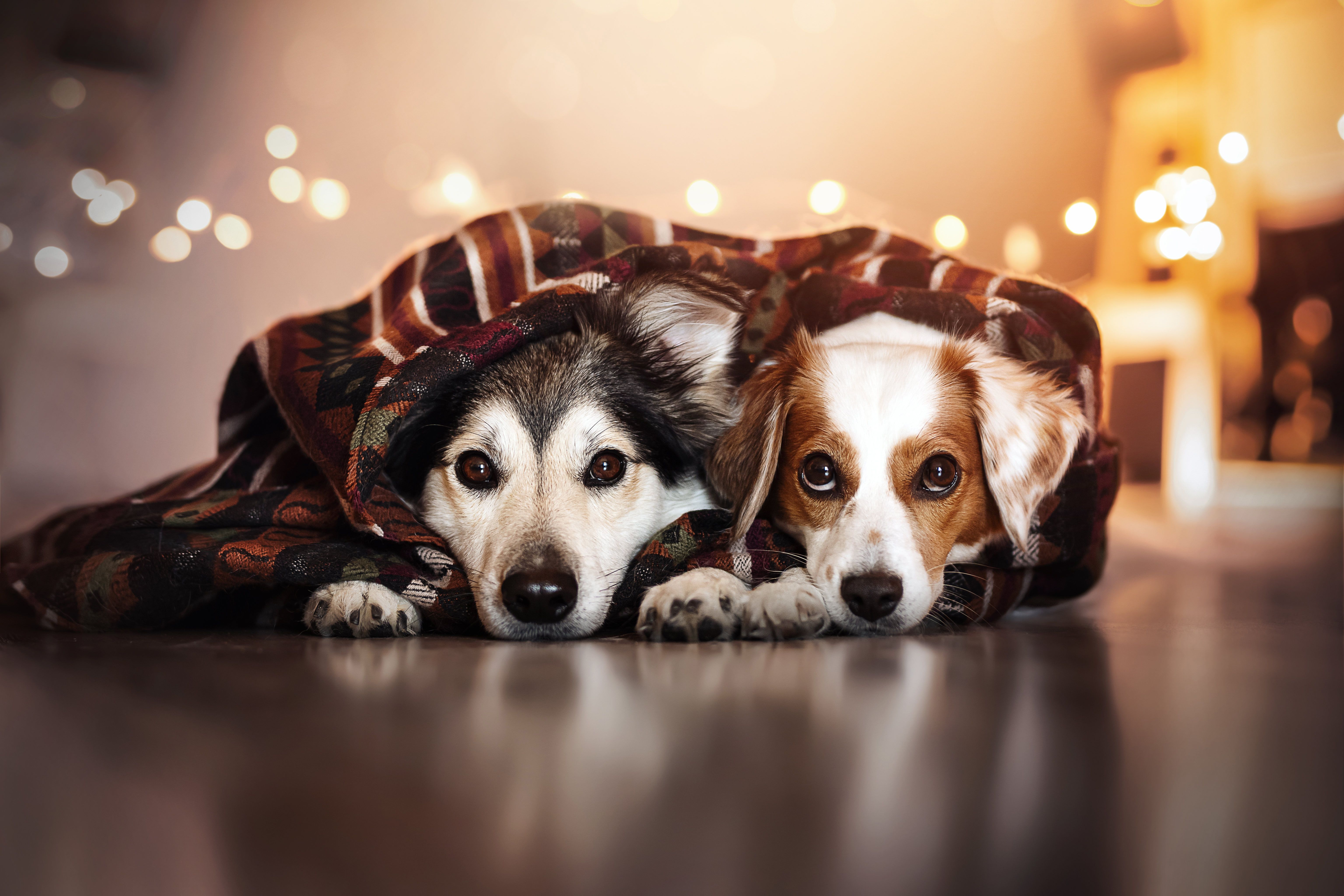 Husky, Cavalier King Charles Spaniel, Decke, Lichterkette, Gemütlich, 6K, Laptop-Hintergrundbild