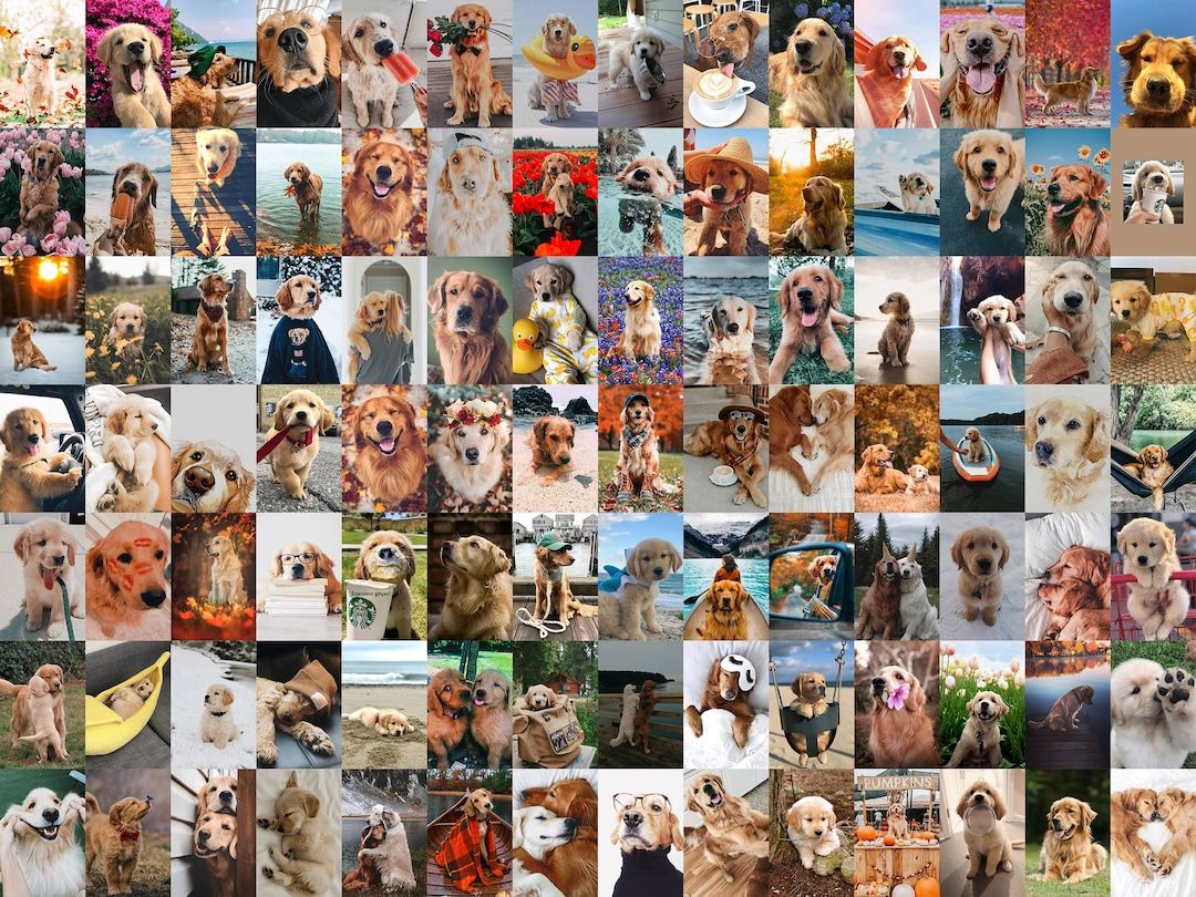 Golden Retriever, Collage, Welpen, Moodboard, Bunt, Hintergrundbild für iPad und Tablet