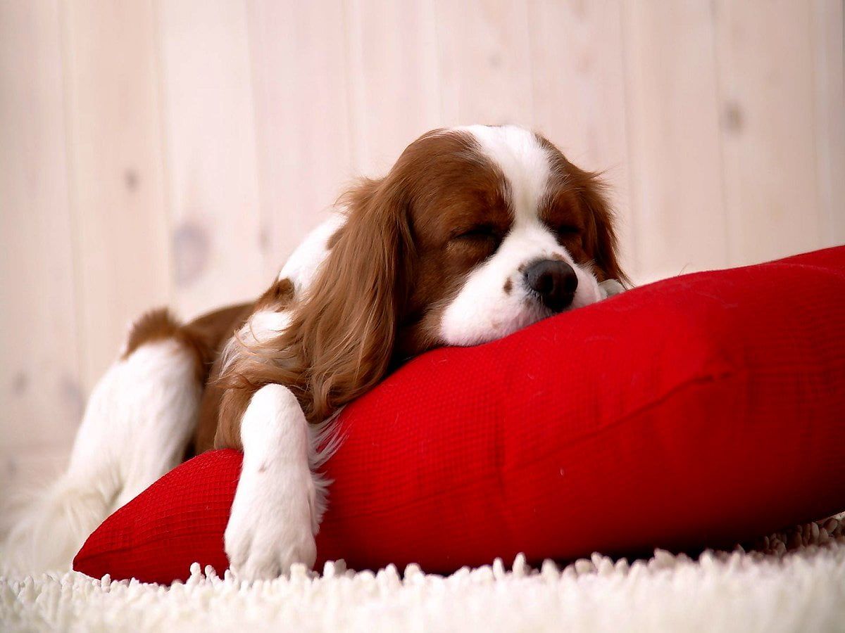 Cavalier King Charles Spaniel, Rotes Kissen, Schlafend, Weiches Fell, Gemütlich, iPad-Hintergrundbild