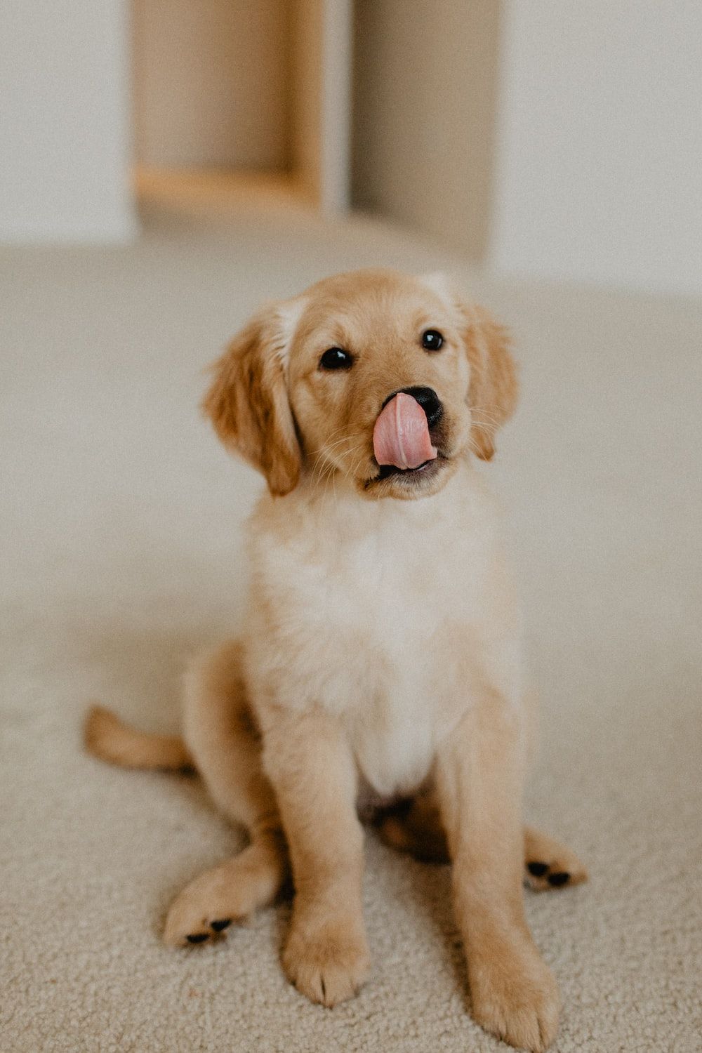 Golden Retriever, Welpe, Zunge, Heller Raum, Süß, Hochformat, Hintergrundbild fürs Smartphone