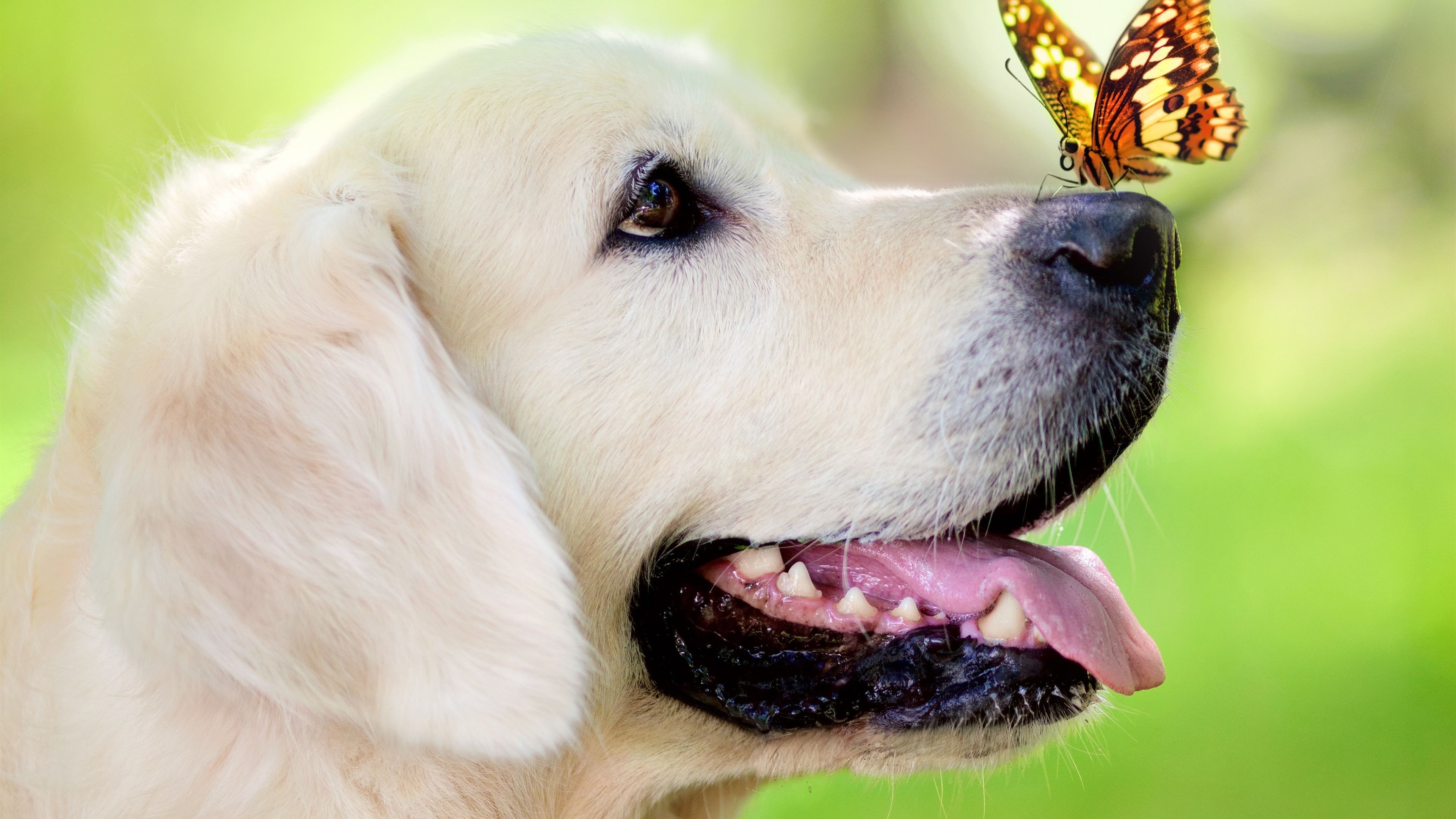 Golden Retriever, Schmetterling, Profil, Grüner Hintergrund, Nahaufnahme, 4K Wallpaper
