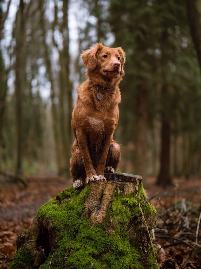 Hund, Brauner Hund, Wald, Baumstumpf, Moos, HD, Hintergrundbild fürs Tablet