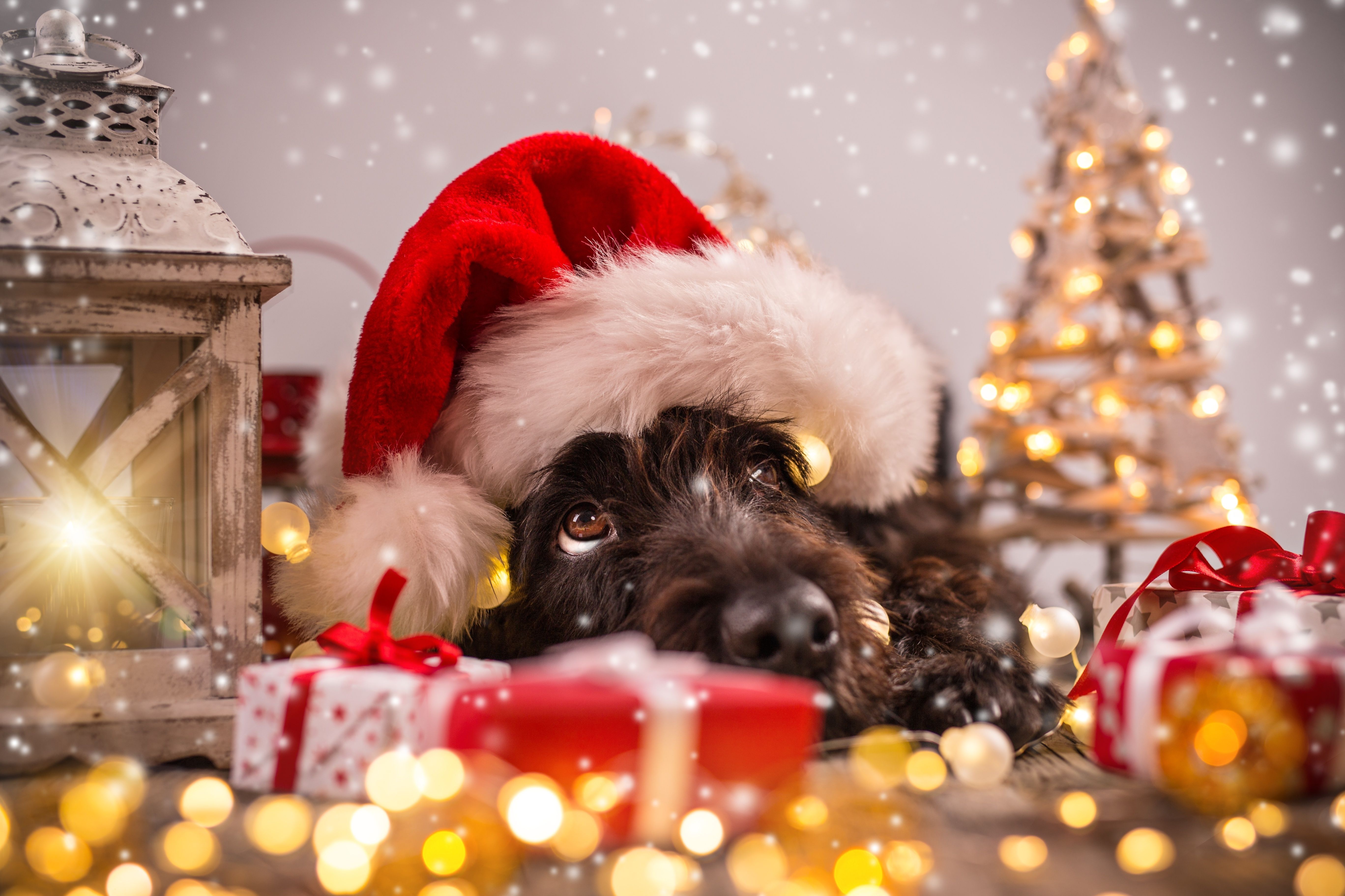 Hund, Weihnachtsmütze, Weihnachten, Geschenke, Bokeh, 5K, Hintergrund für den Desktop