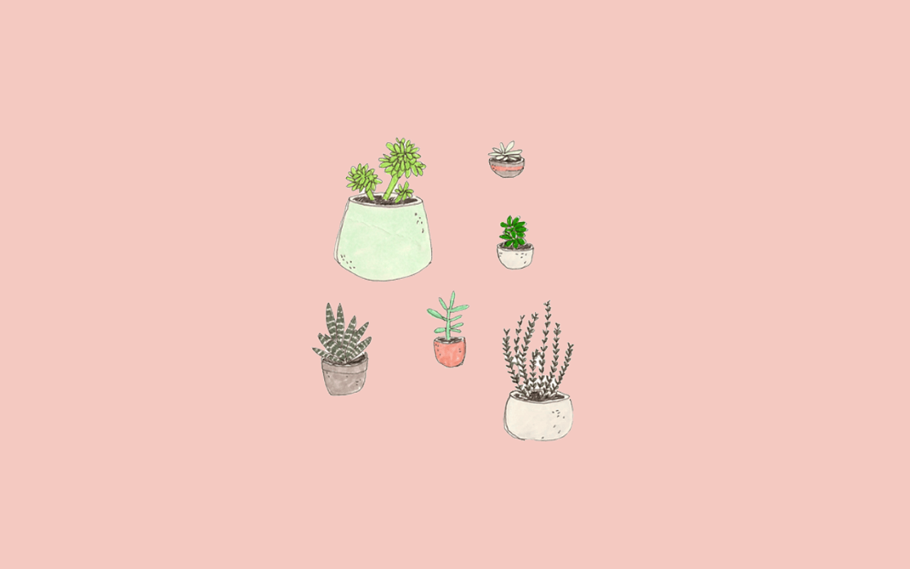 Sukkulenten, Pflanzen, Töpfe, Rosa Hintergrund, Minimalistisch, HD Wallpaper