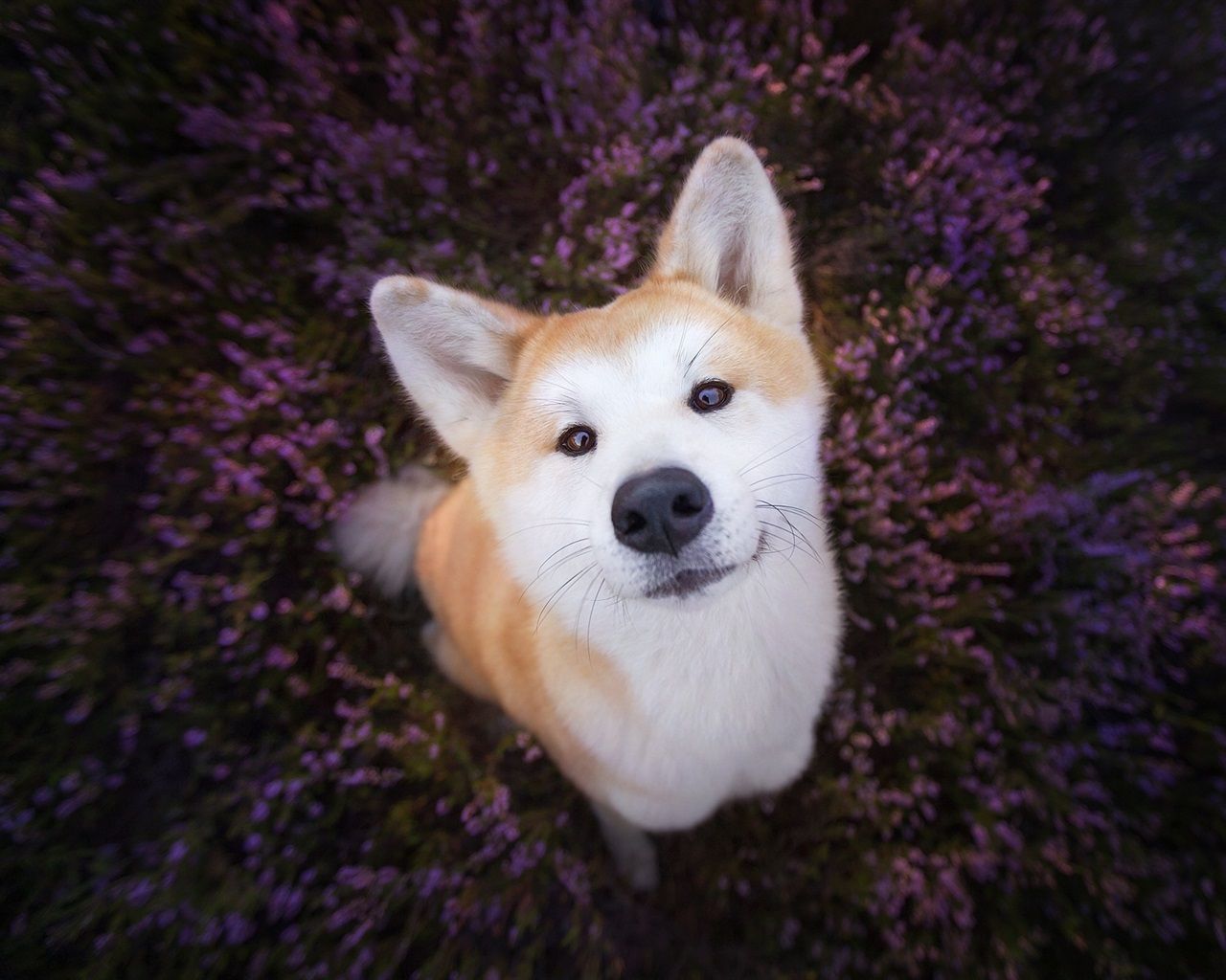 Akita Inu, Heidekraut, Lila, Von oben, Süß, HD, Hintergrundbild für den PC