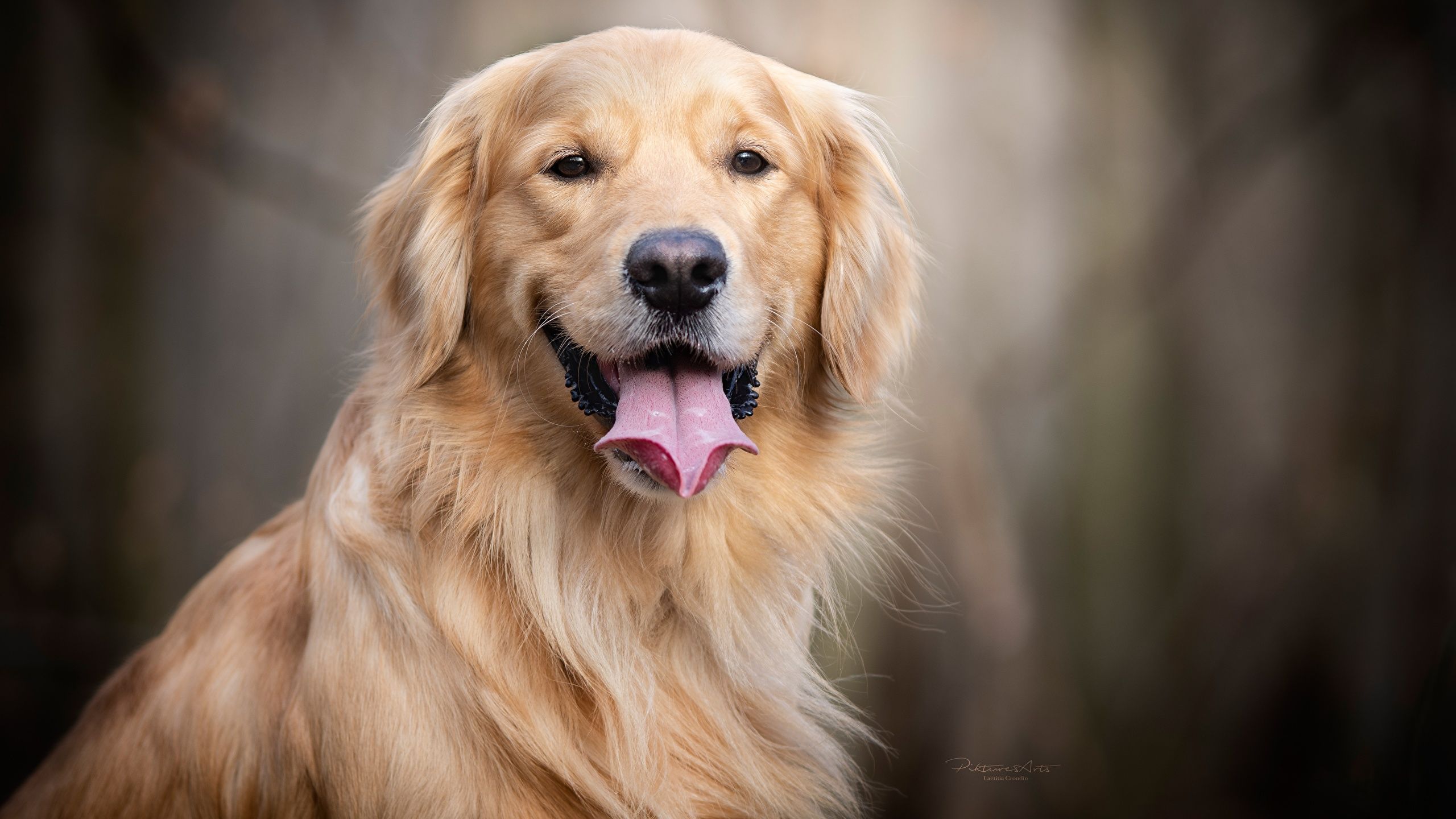 Golden Retriever, Lächeln, Zunge, Porträt, Bokeh, 2K, Hintergrund für den Desktop