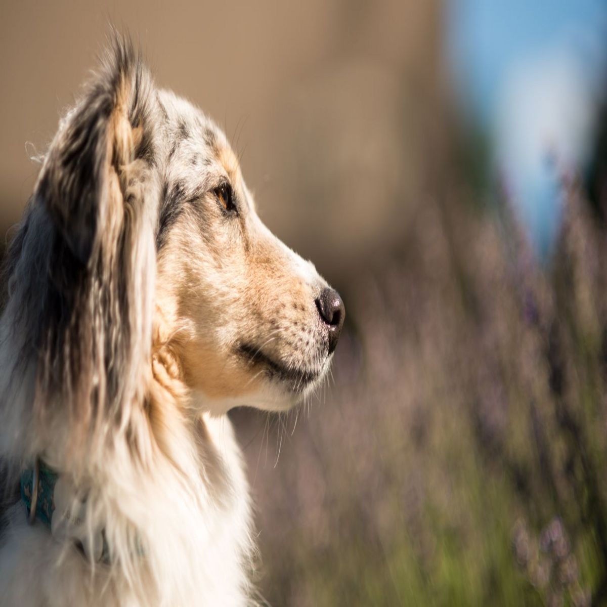 Afghanischer Windhund, Profil, Langes Fell, Natur, Unschärfe, Hintergrundbild fürs iPad