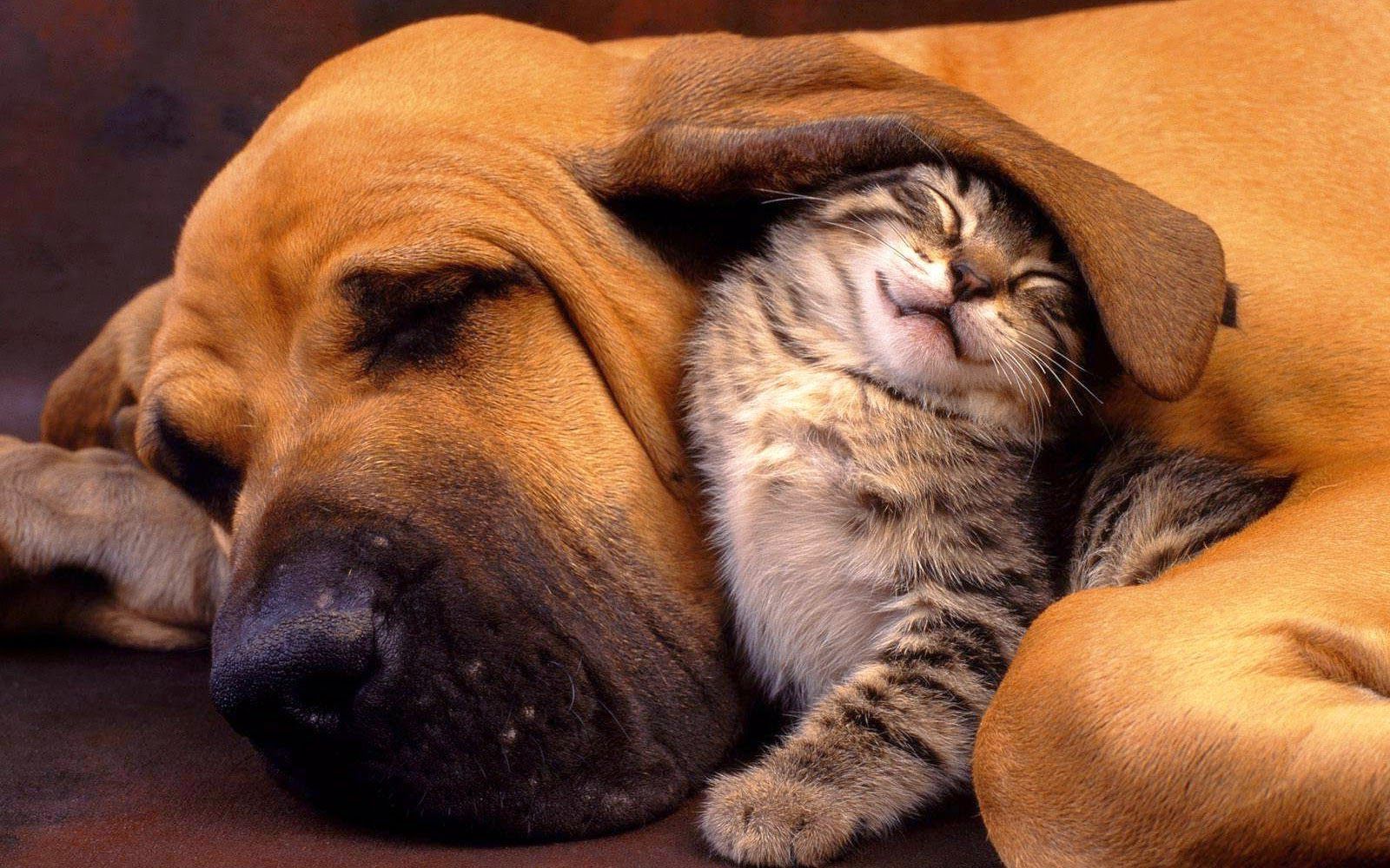 Bloodhound, Katze, Kuscheln, Schlafend, Freundschaft, 16:10, HD-Hintergrundbild für den Desktop