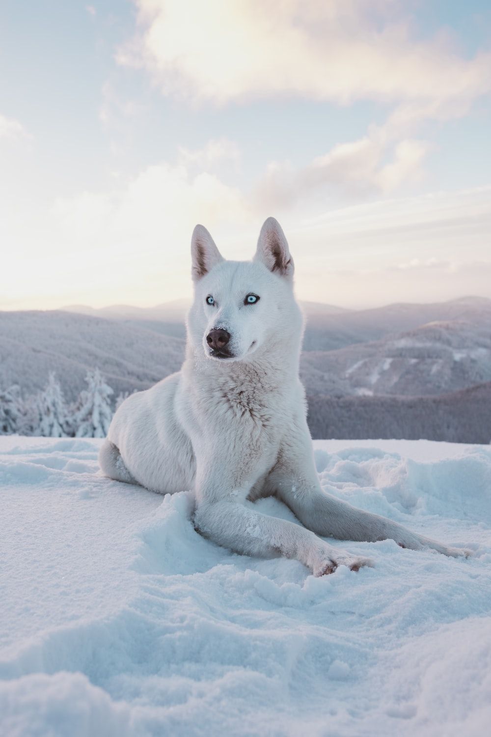 Weißer Schäferhund, Schnee, Berge, Winter, Himmel, Hintergrundbild für iPhone und Android