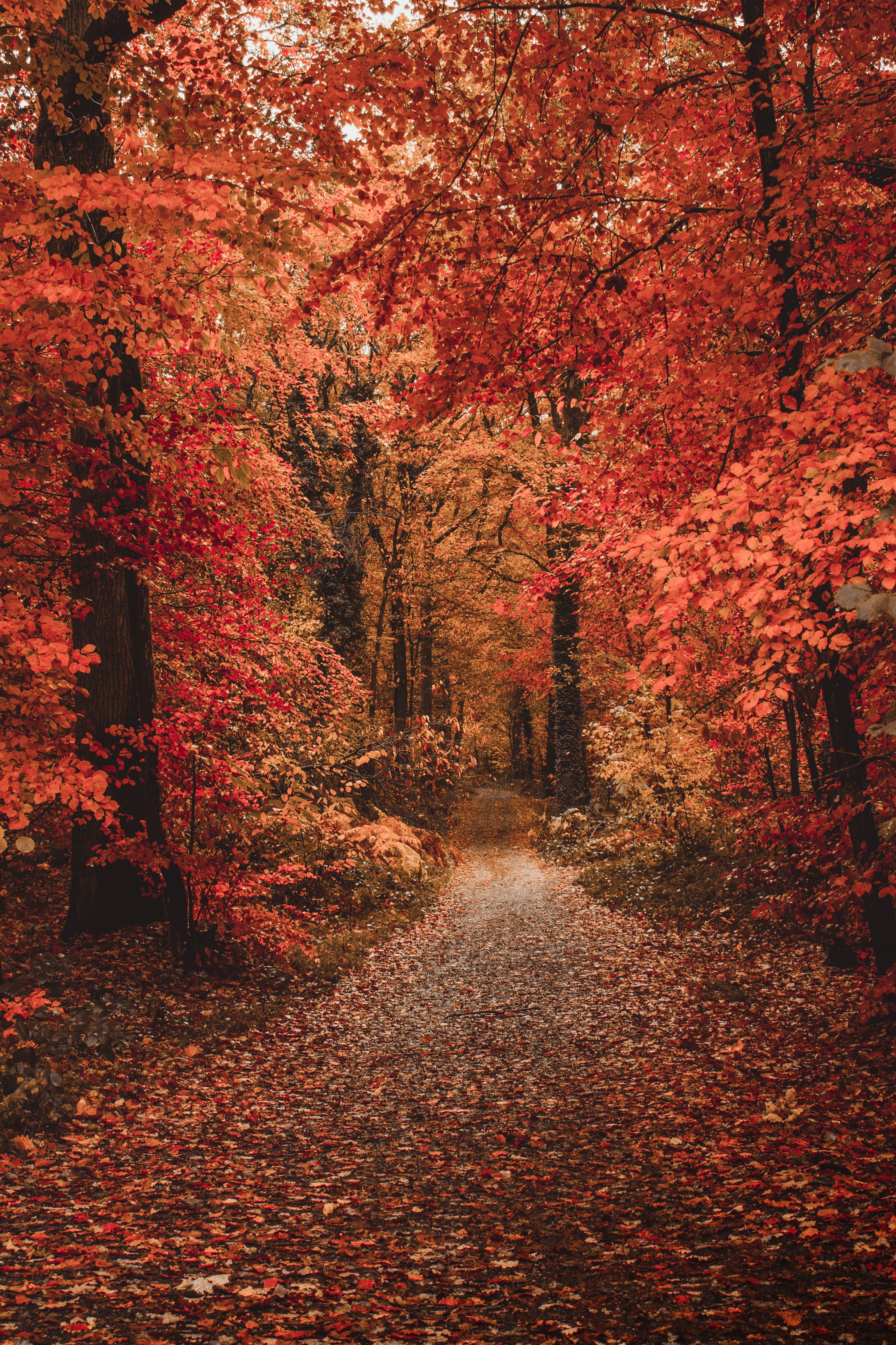 Waldweg, Roter Wald, Herbstlaub, Allee, QHD+, Handy-Hintergrund im Hochformat