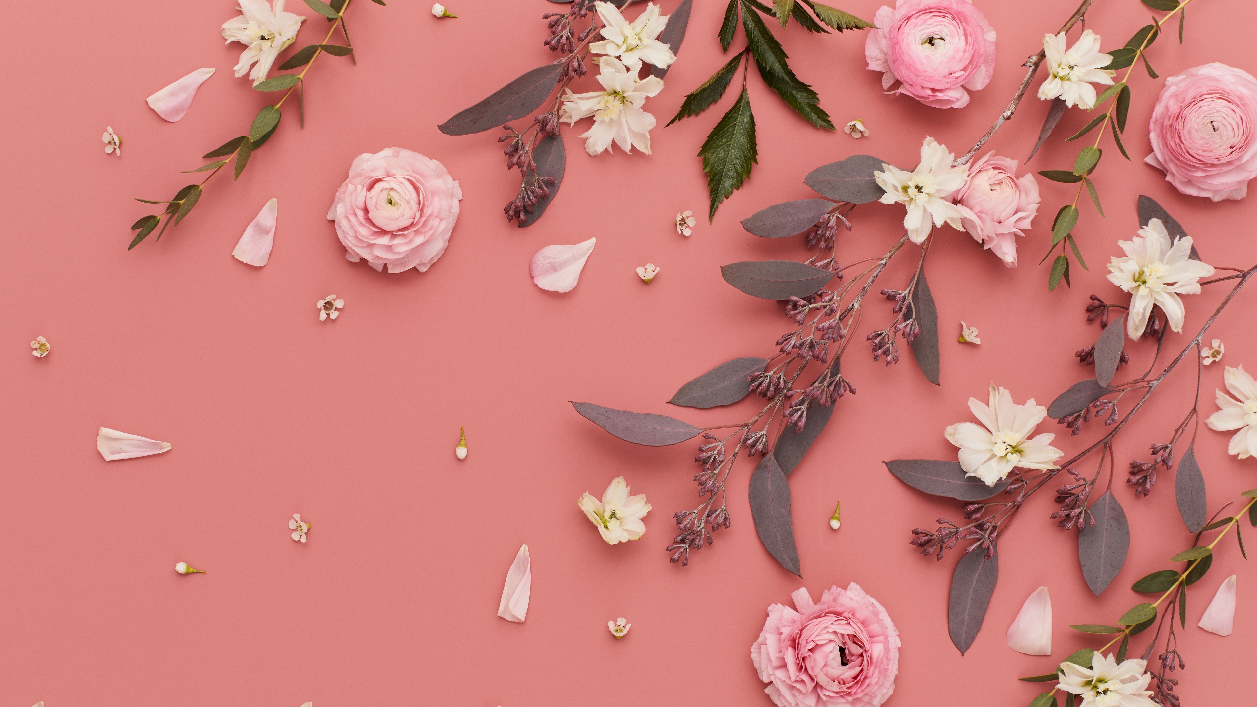 Ranunkeln, Blumen, Flatlay, Eukalyptus, Altrosa, 5K, Hintergrundbild für den PC