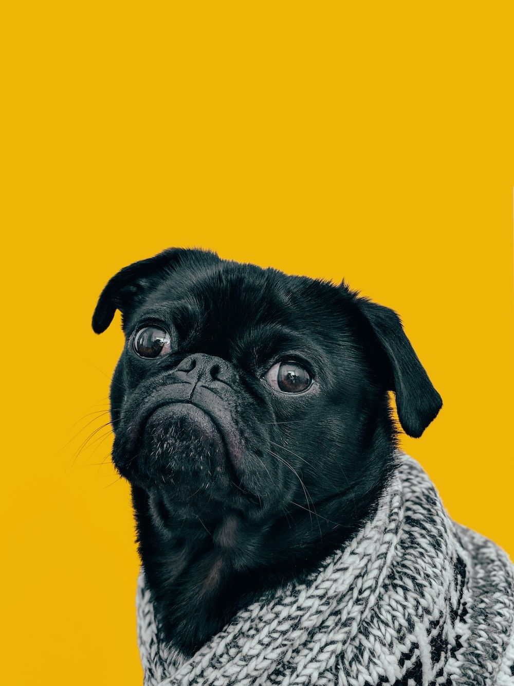 Mops, Schwarzer Mops, Strickpullover, Gelber Hintergrund, Lustig, HD Wallpaper