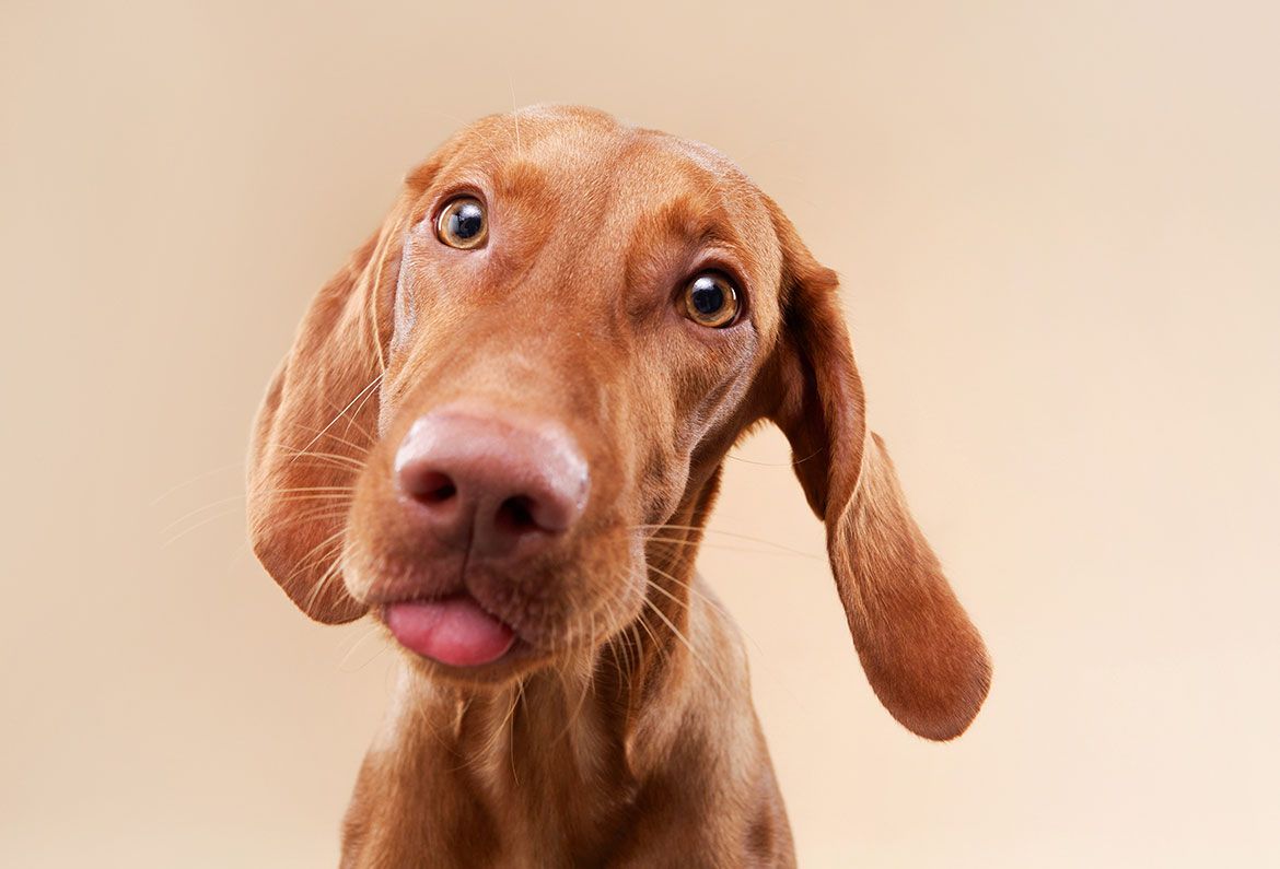 Magyar Vizsla, Zunge, Lustig, Beiger Hintergrund, Porträt, Wallpaper