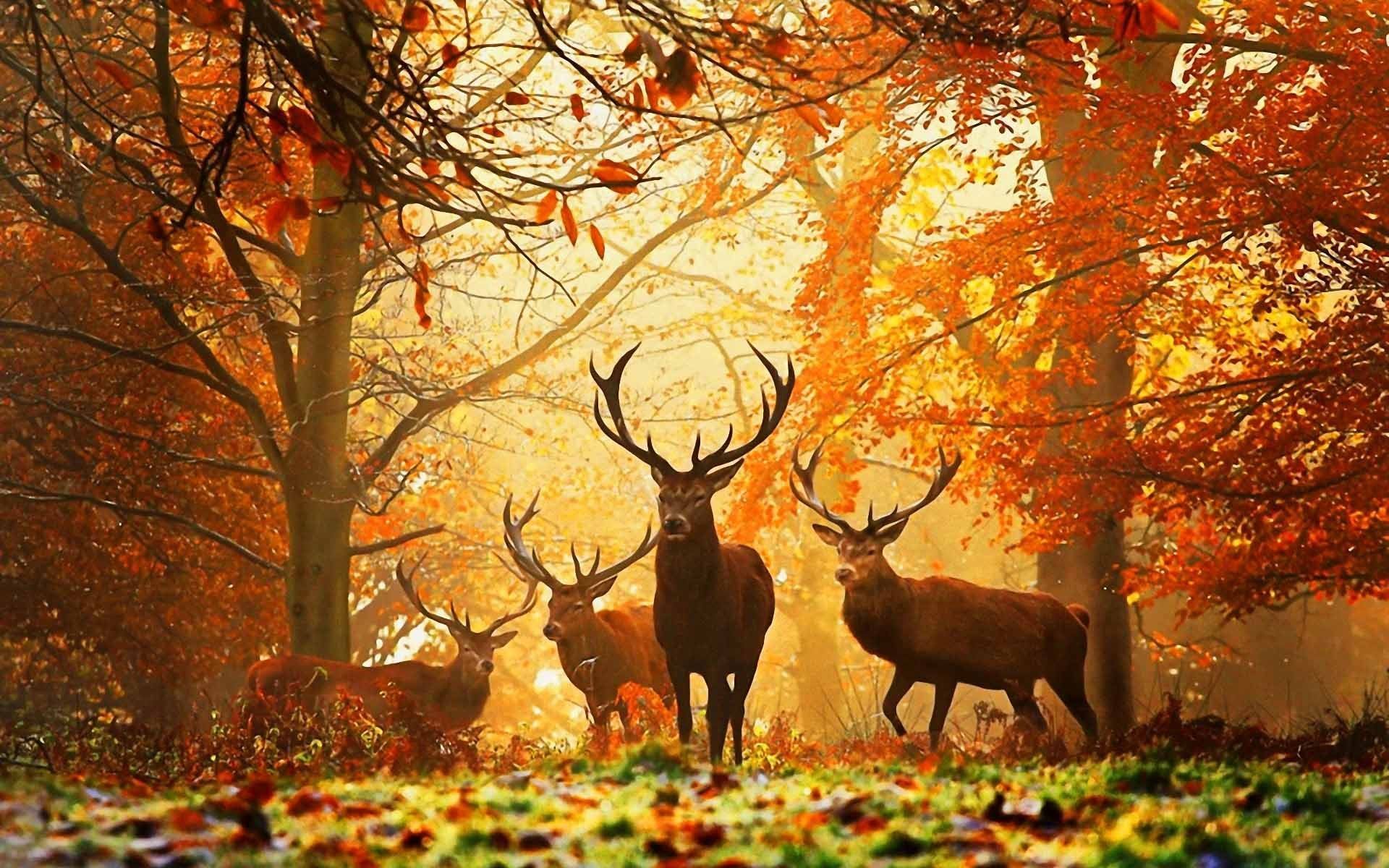Hirsche, Herbstwald, Sonnenlicht, Rudel, Orange Töne, 16:10, Full-HD-Hintergrundbild für den Desktop