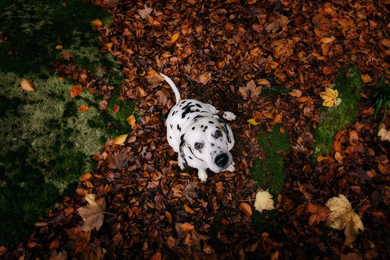 Dalmatiner, Welpe, Herbstlaub, Von oben, Herbst, HD, Hintergrundbild für den PC