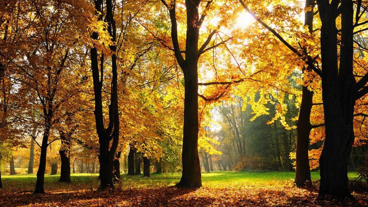 Park, Goldene Bäume, Sonnenstrahlen, Wiese, Laubbäume, Hintergrundbild