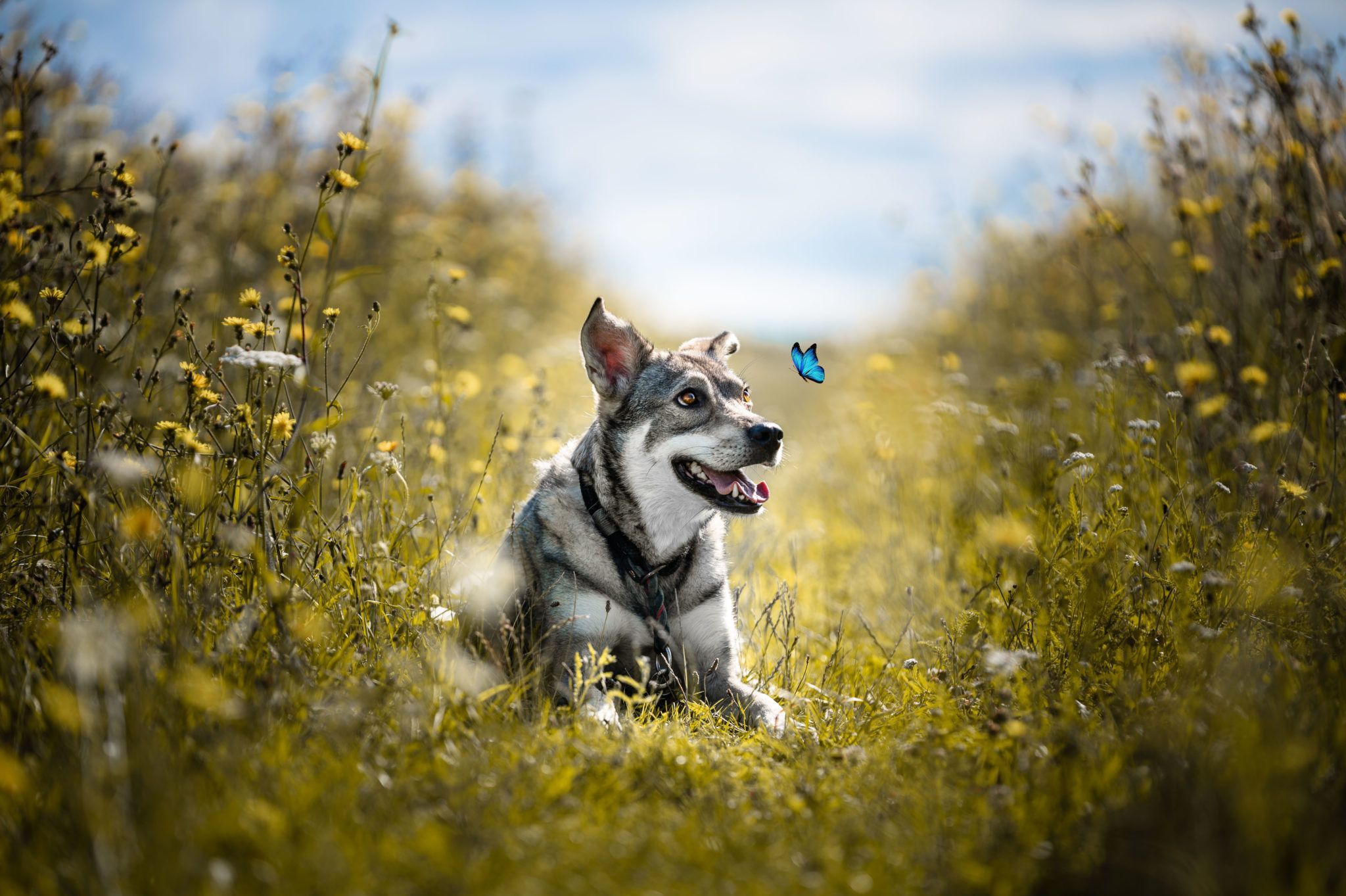 Husky, Welpe, Schmetterling, Wiese, Sommer, Full HD, Desktop-Hintergrund für Windows