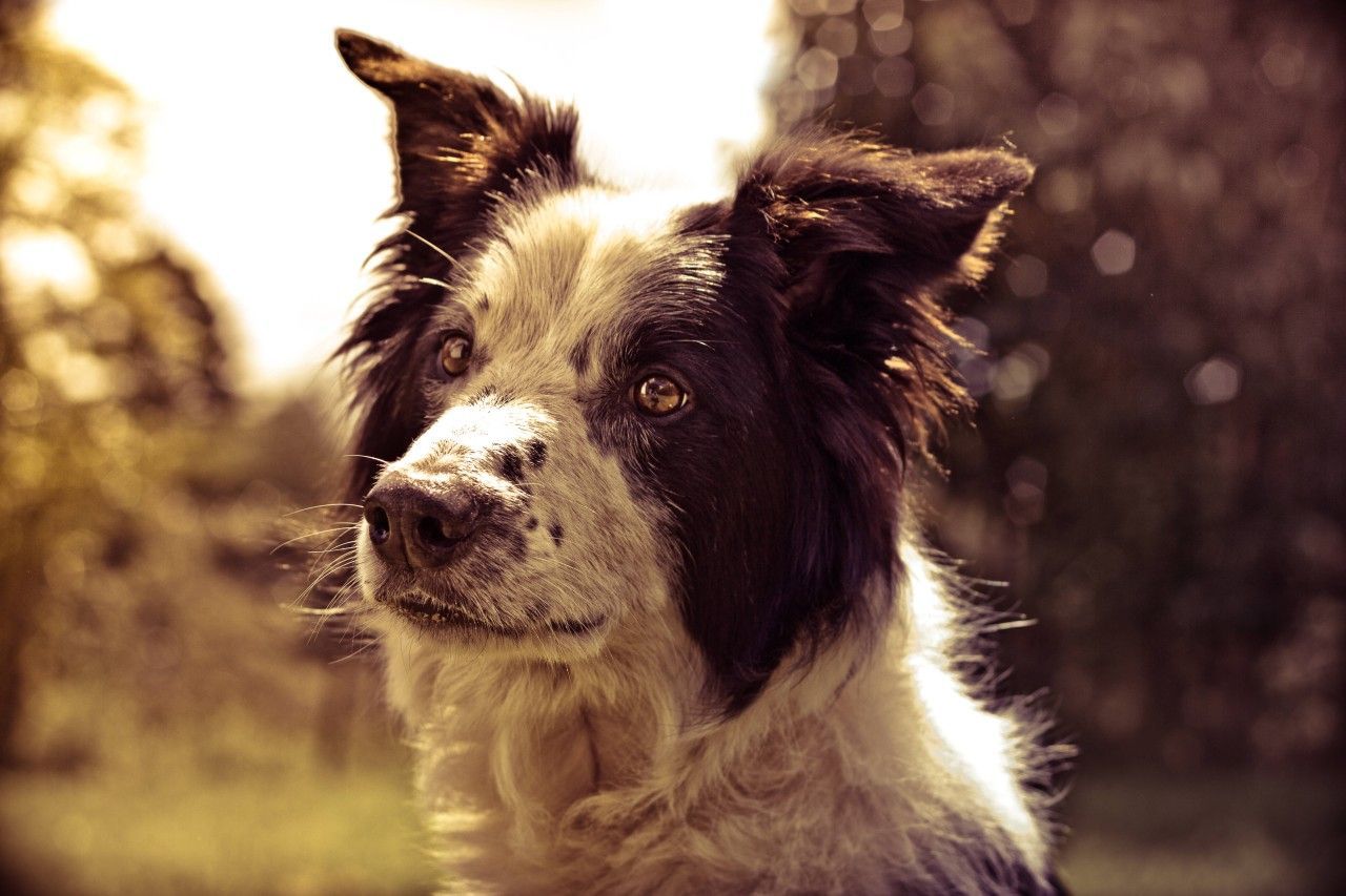 Border Collie, Porträt, Bokeh, Warmes Licht, Natur, HD, Hintergrund für den Desktop