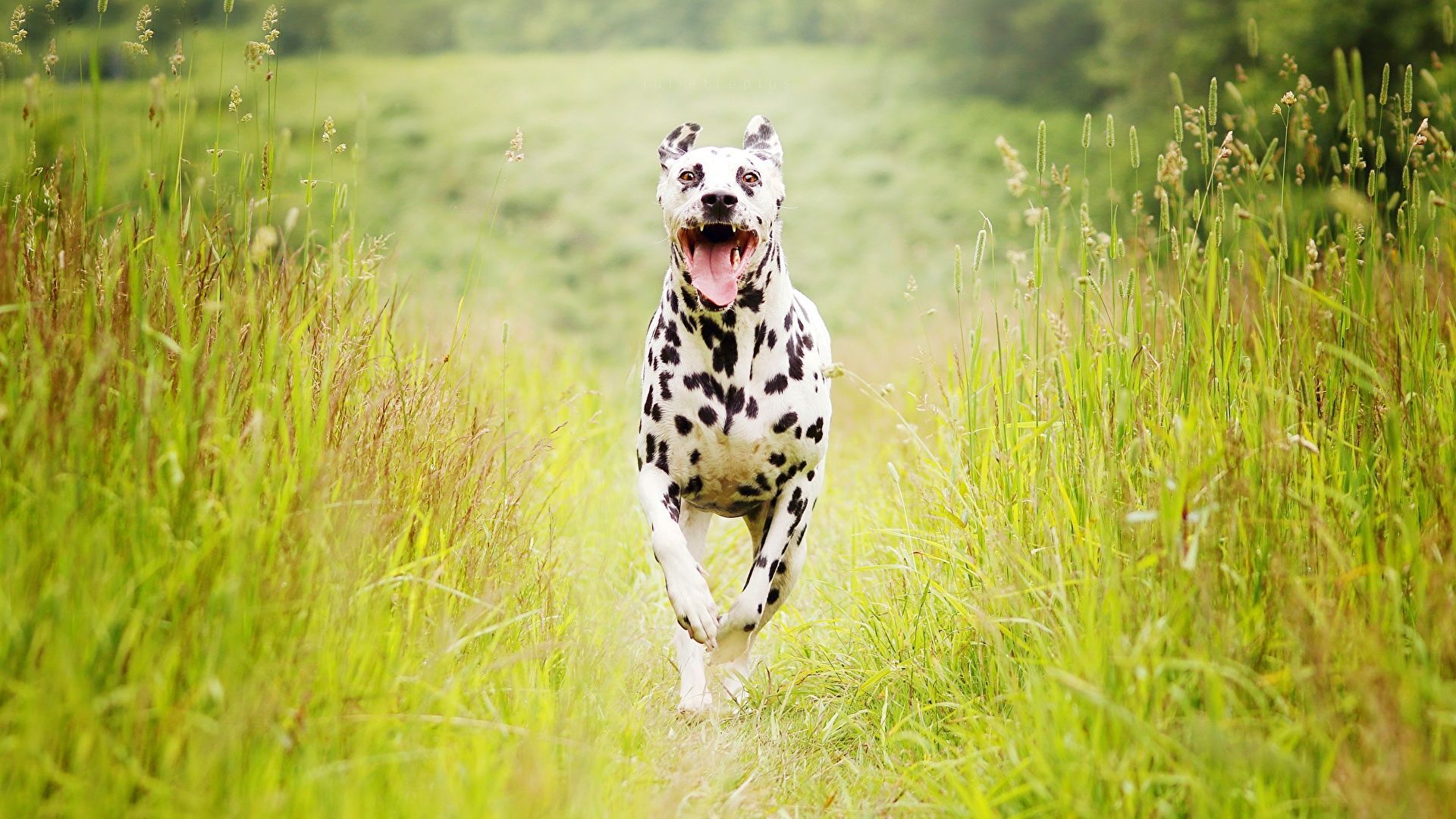 Dalmatiner, Rennender Hund, Wiese, Hohes Gras, Sommer, Full HD 1080p, Desktop-Hintergrundbild