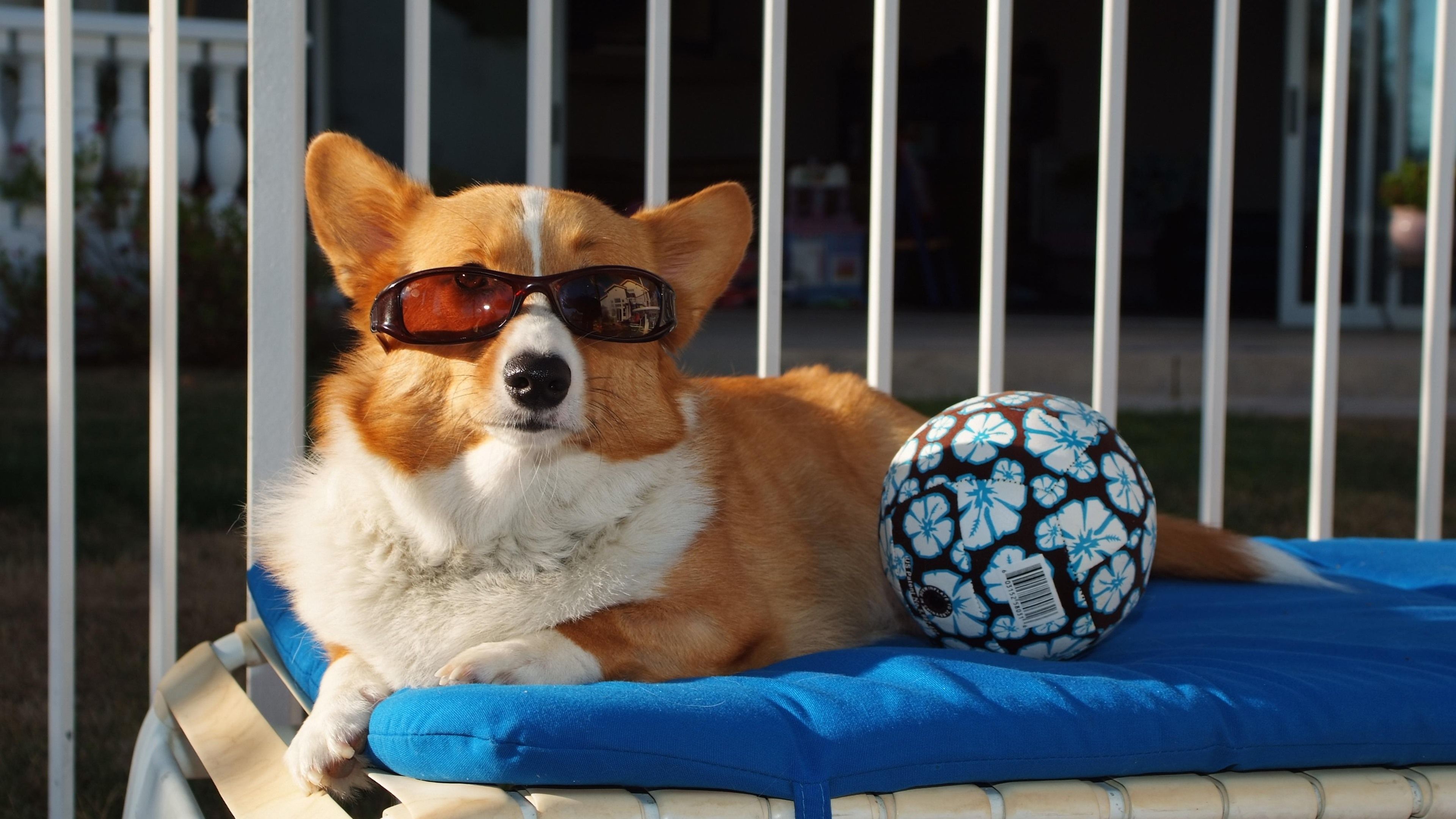Corgi, Sonnenbrille, Ball, Liege, Lustig, 16:9, 4K-Hintergrundbild für den Desktop
