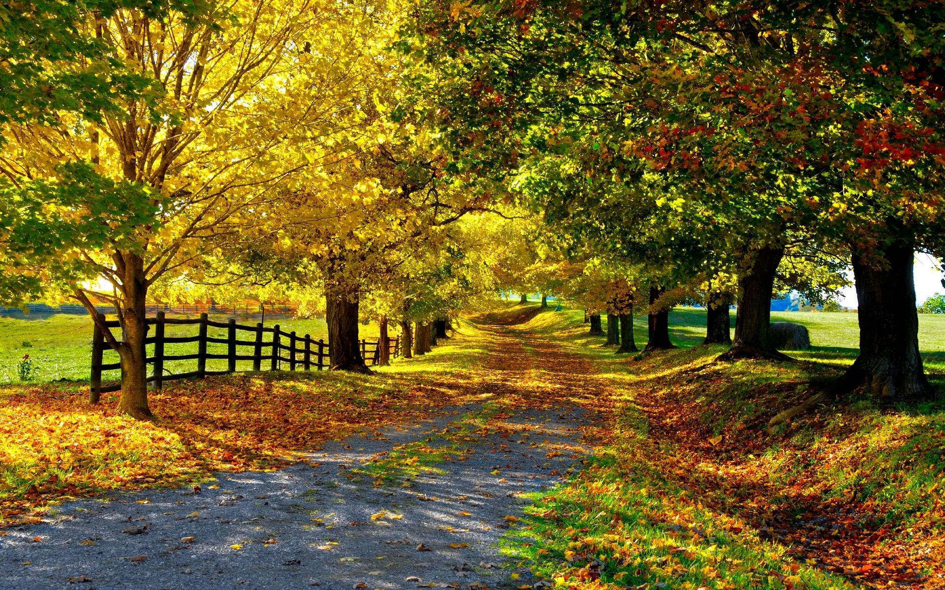 Allee, Holzzaun, Weg, Gelbe Bäume, Landleben, Full HD, Desktop-Hintergrund für Windows