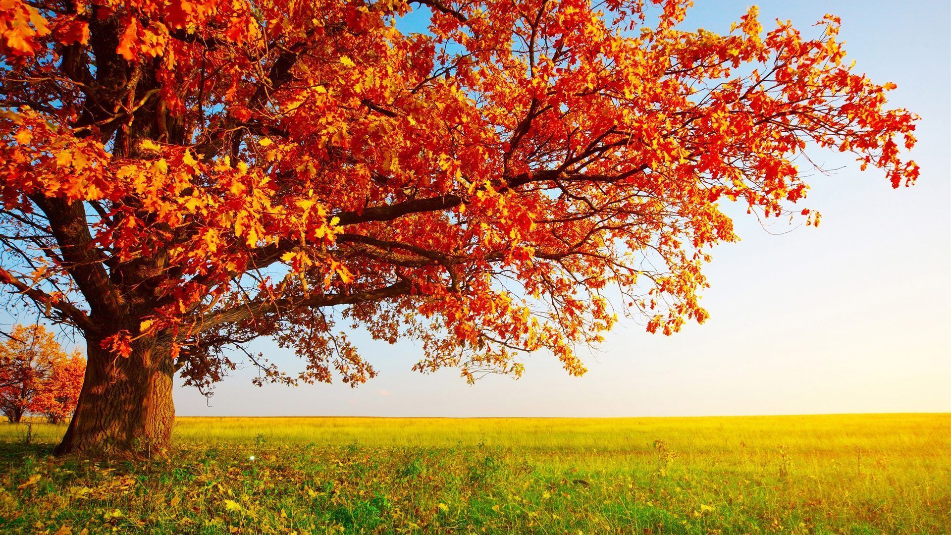 Baum, Rotes Laub, Wiese, Weite, Sonnig, 16:9, Full-HD-Hintergrundbild für den Desktop
