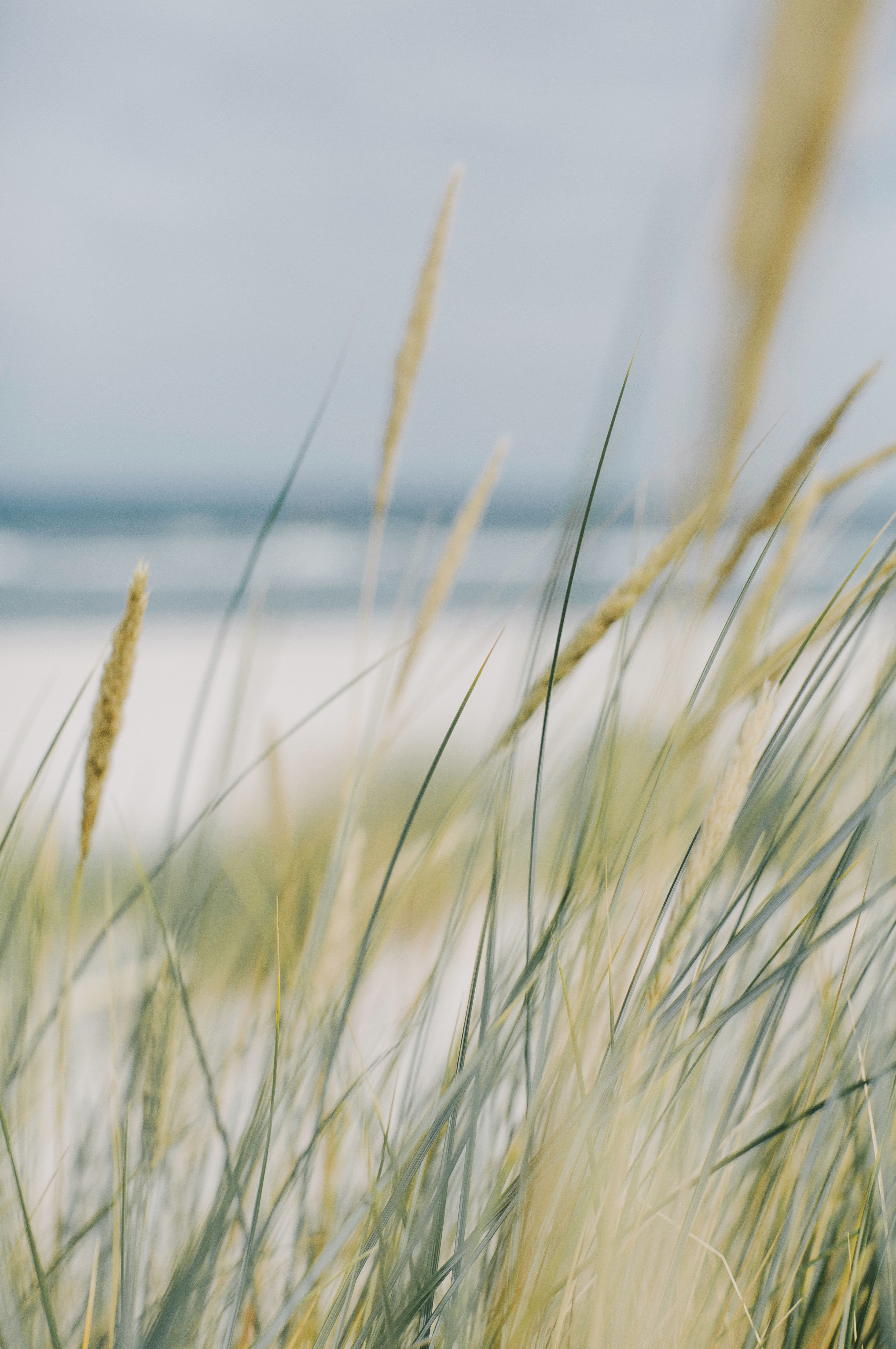 Strandhafer, Unschärfe, Meer, Hell, Natur, QHD+, Sperrbildschirm fürs iPhone