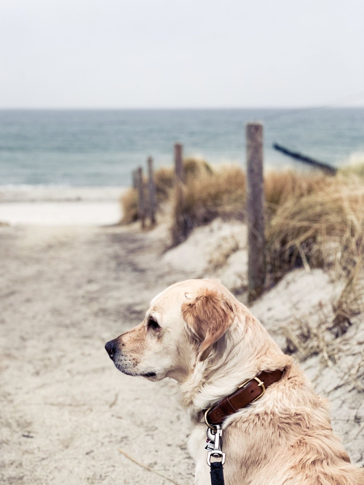 Golden Retriever, Hund, Strandweg, Dünen, Ostsee, Full HD, Hintergrundbild fürs Tablet