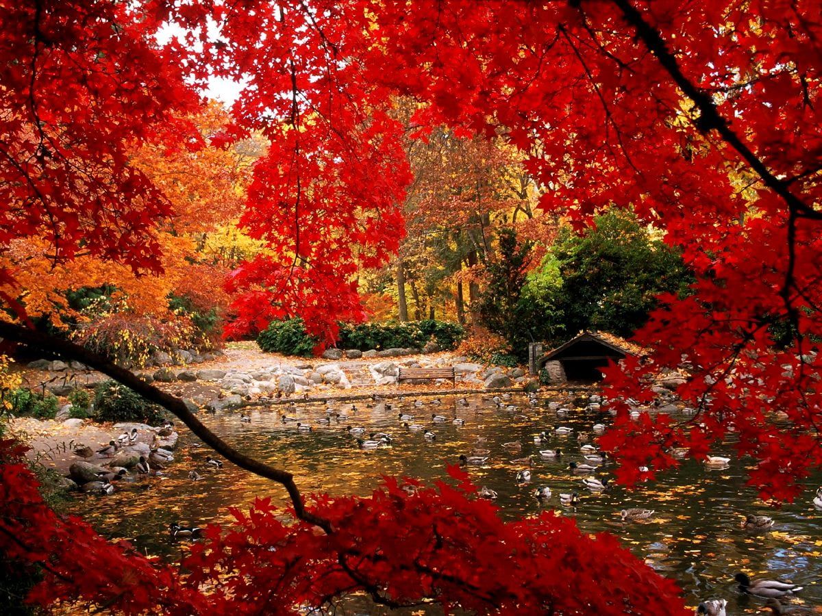 Japanischer Garten, Teich, Rote Ahorne, Herbstfarben, Park, Hintergrundbild fürs iPad