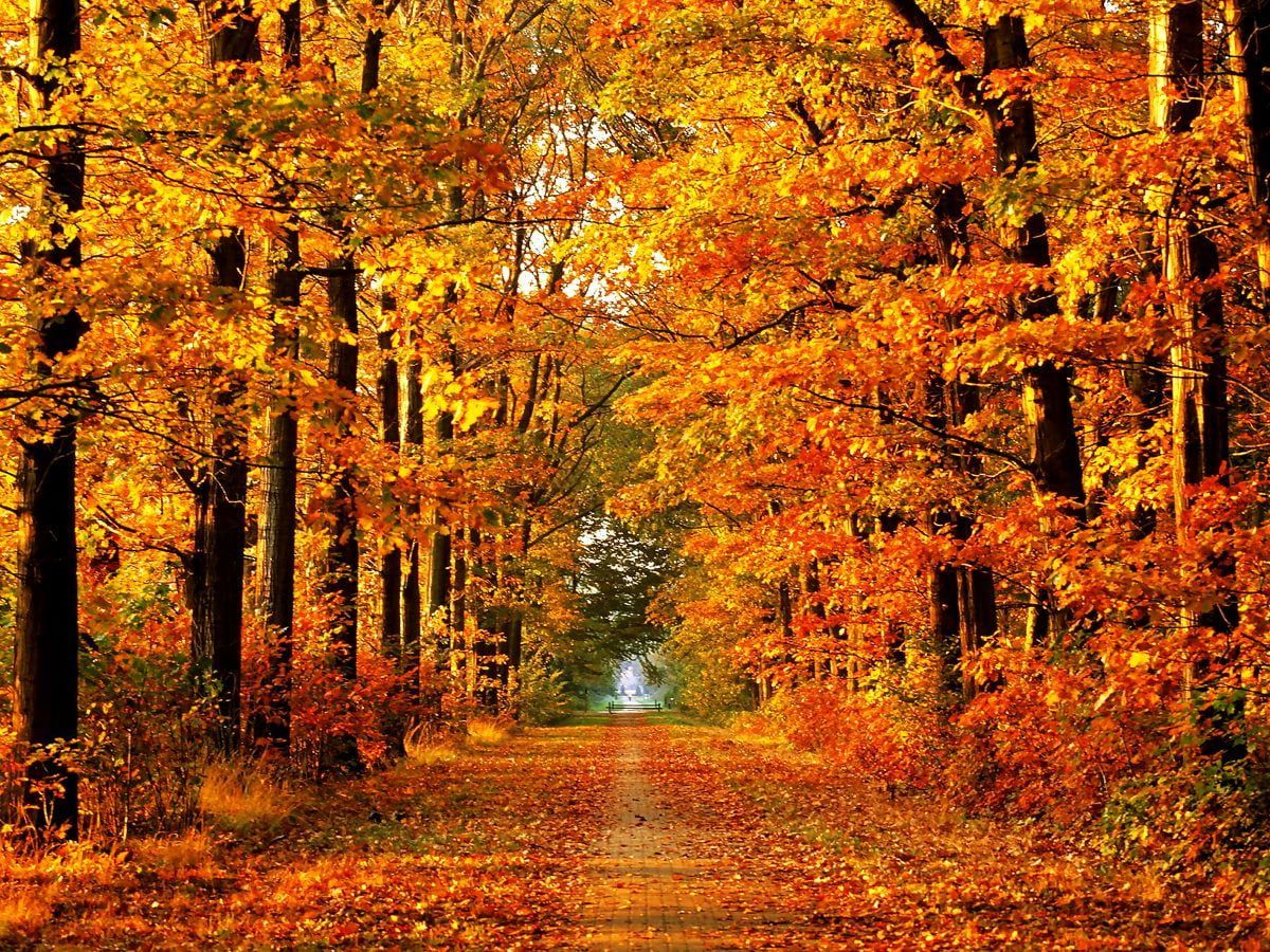 Herbstwald, Waldweg, Goldenes Laub, Sonnenlicht, Hintergrundbild für iPad und Tablet