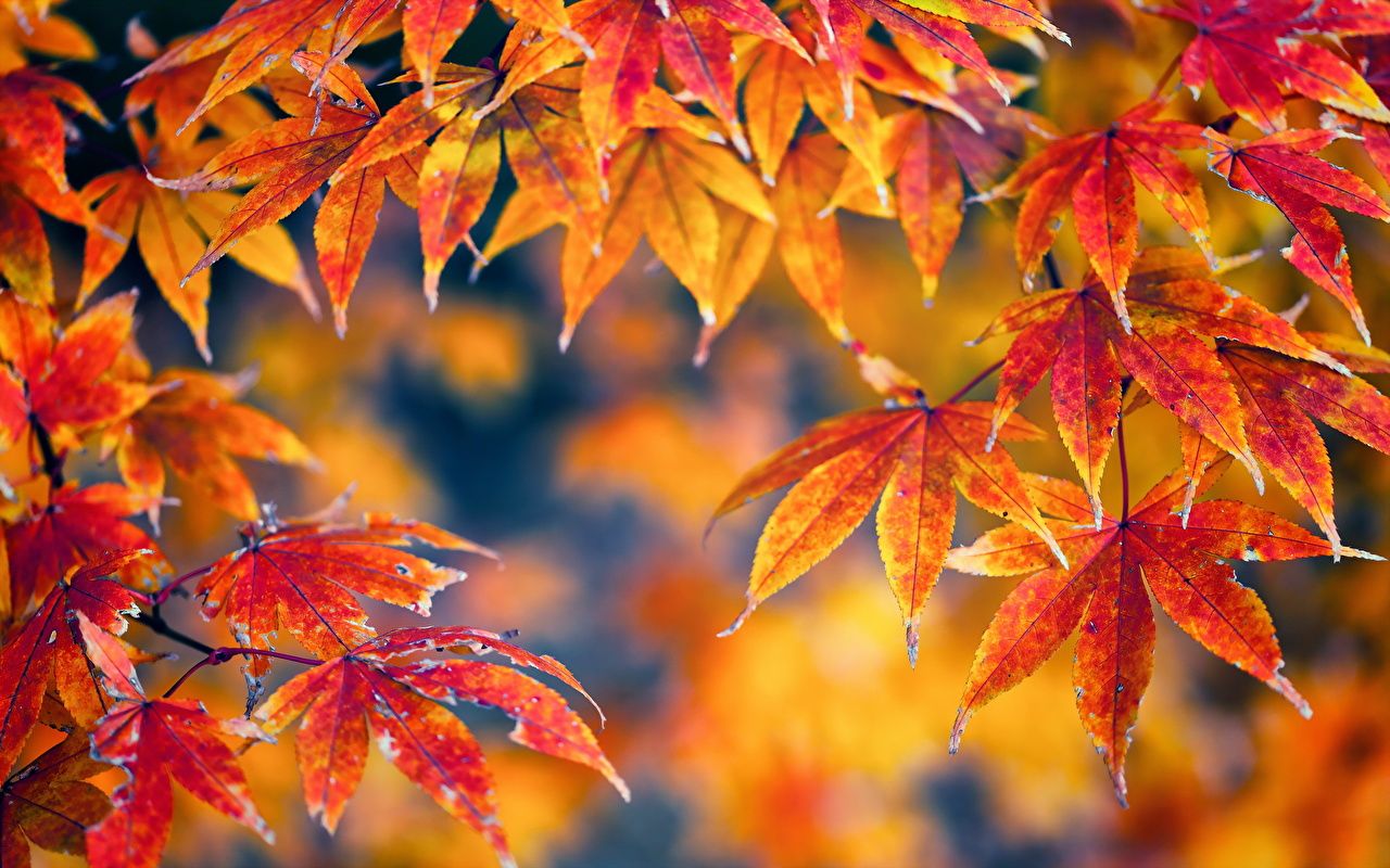 Ahornblätter, Rot, Orange, Bokeh, Nahaufnahme, HD, Desktop-Hintergrund für Windows