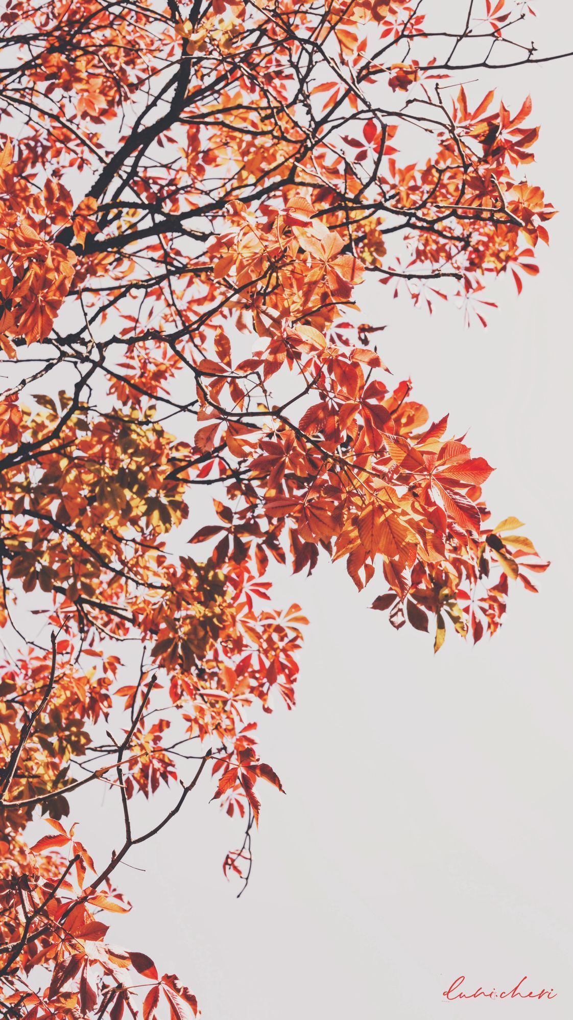 Rote Blätter, Zweige, Herbstlaub, Weißer Himmel, Minimalistisch, Sperrbildschirm fürs iPhone