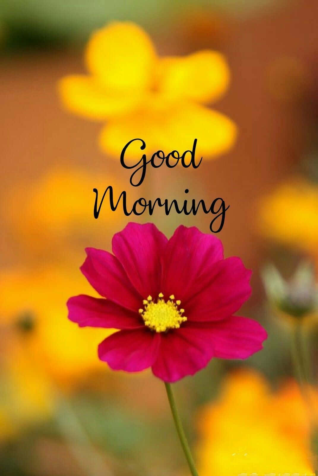 Good Morning, Schmuckkörbchen, Blumen, Gelb, Pink, HD, Hintergrundbild fürs Tablet