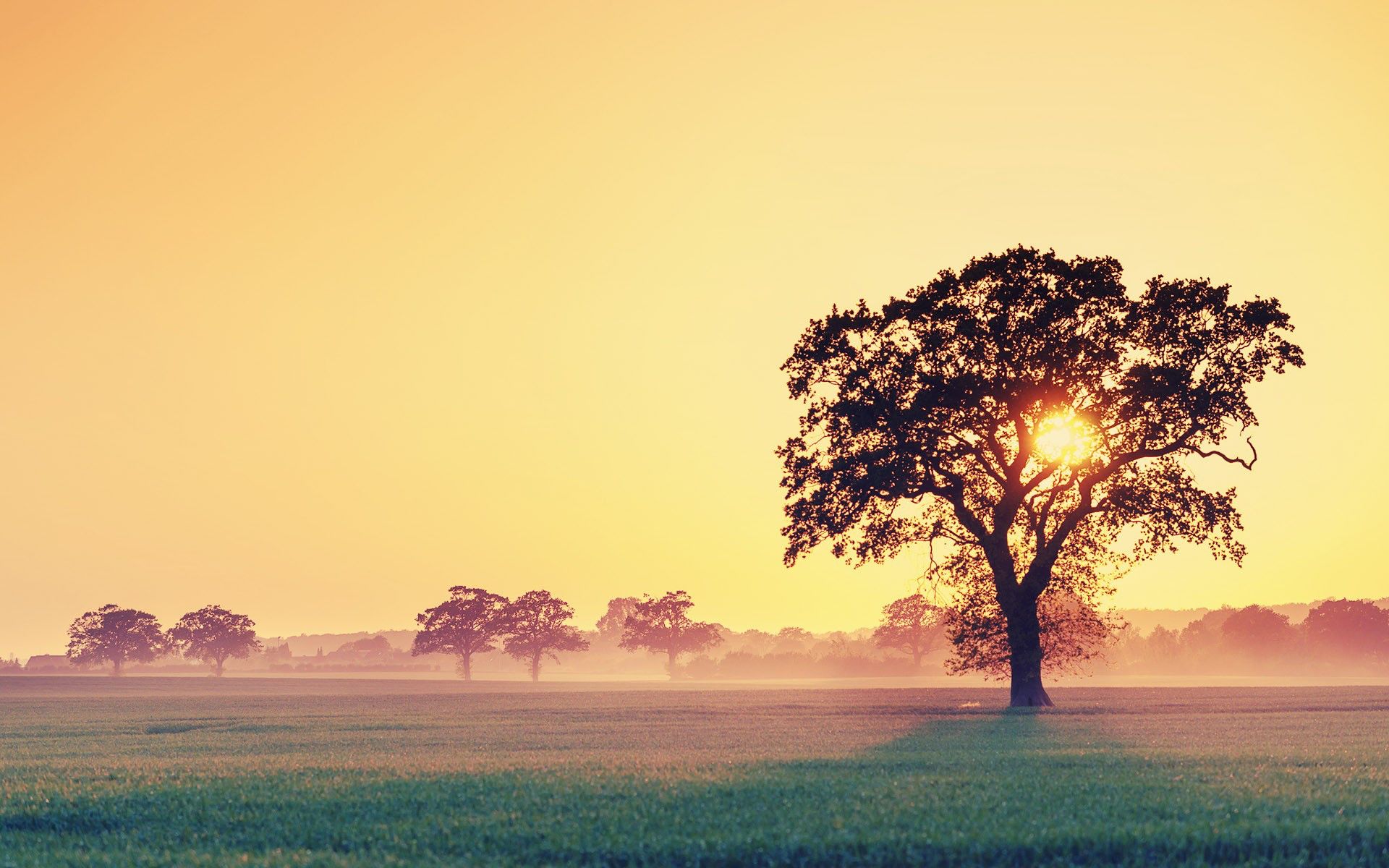 Einzelner Baum, Sonnenaufgang, Nebel, Wiese, Goldener Himmel, Full HD, MacBook-Hintergrundbild