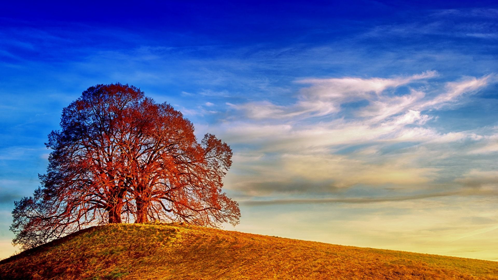 Baum, Hügel, Blauer Himmel, Wolken, Rotes Laub, Full HD 1080p, Desktop-Hintergrundbild