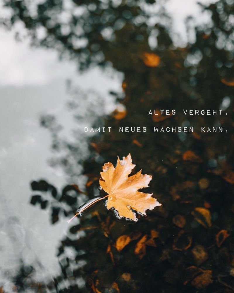 Ahornblatt, Herbst, Spruch, Bäume, Unscharf, Hintergrundbild für iPad und Tablet