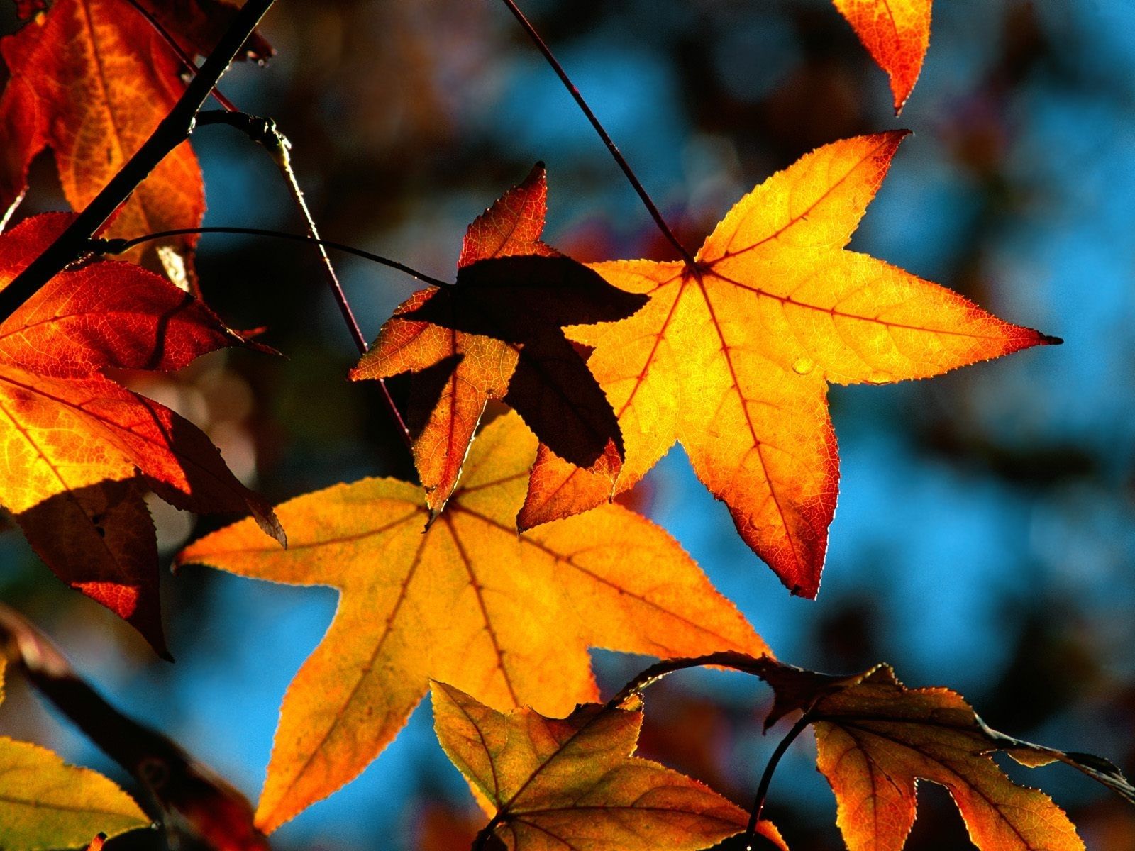 Amberbaum-Blätter, Rot, Gelb, Blauer Himmel, Nahaufnahme, HD, Tablet-Hintergrund