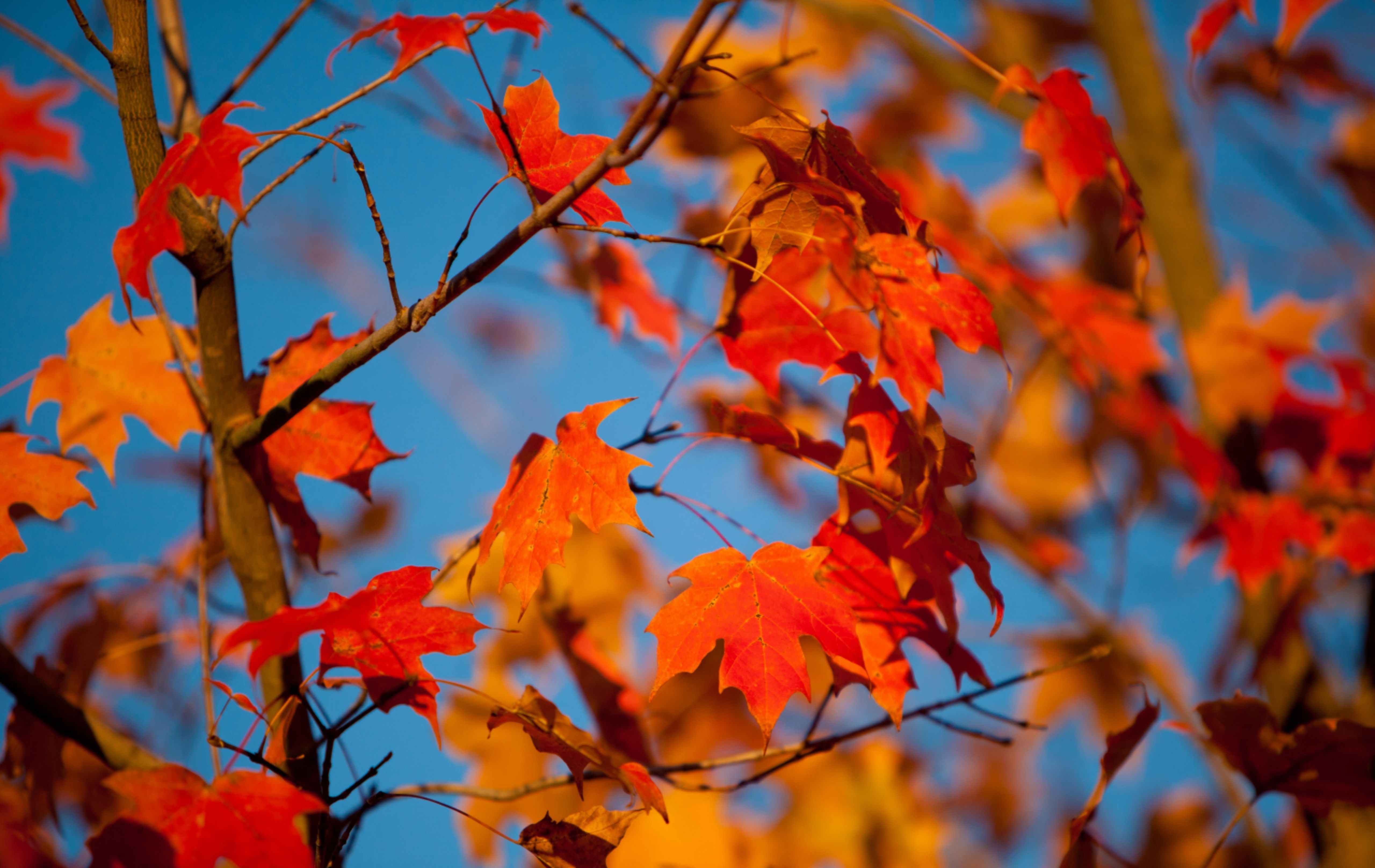 Ahornblätter, Zweige, Blauer Himmel, Rot, Orange, 5K, Desktop-Hintergrund für Windows