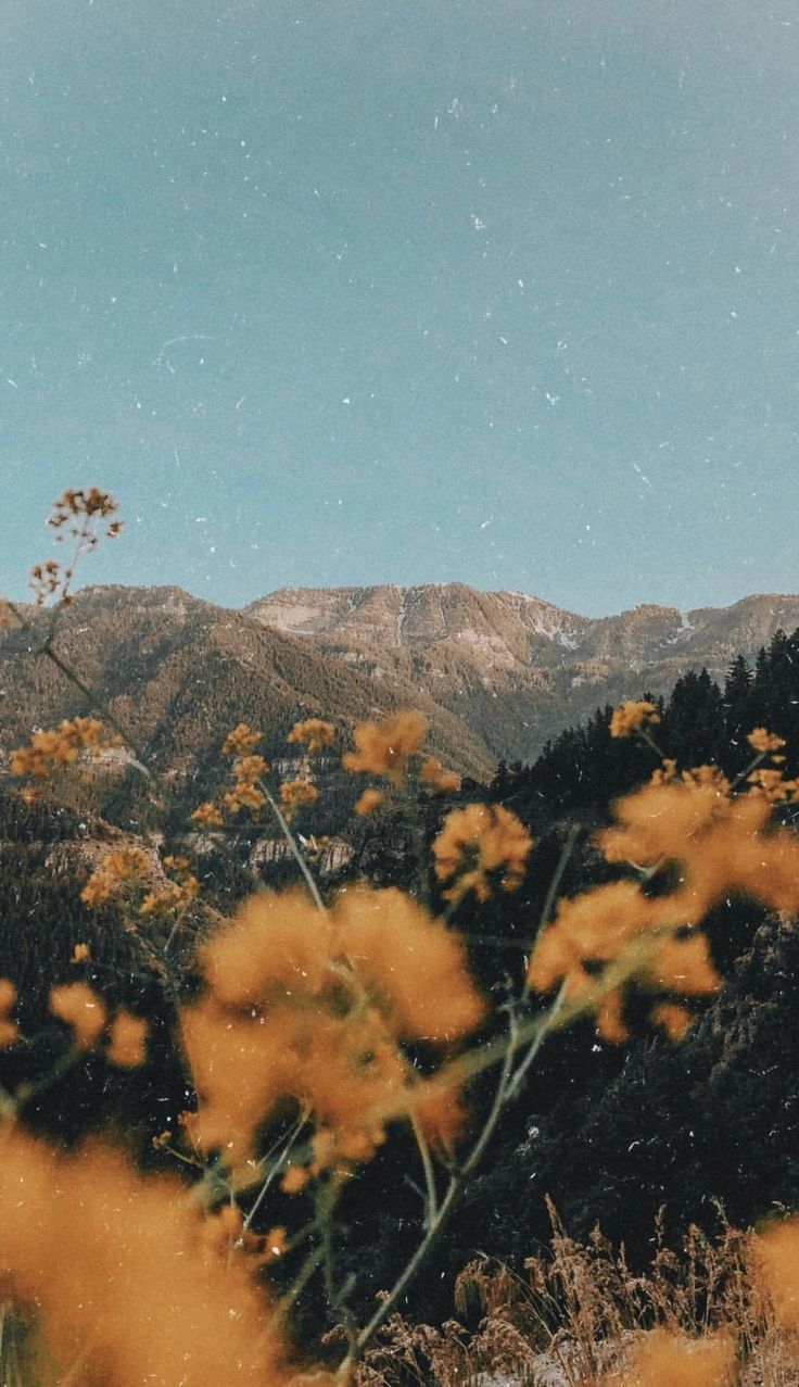 Wildblumen, Berge, Gelbe Blüten, Wiese, Bewölkt, HD, Handy-Hintergrund im Hochformat