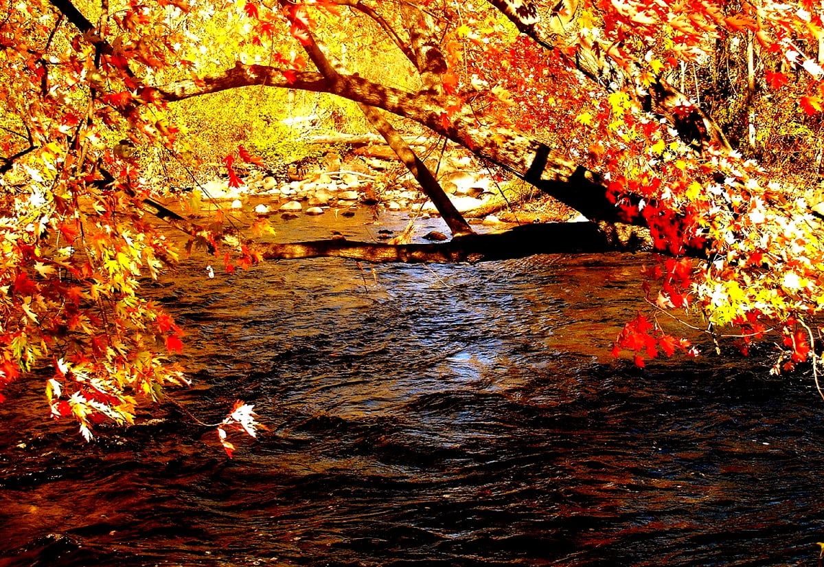 Bach, Äste, Herbstlaub, Wasser, Sonnenlicht, Hintergrundbild