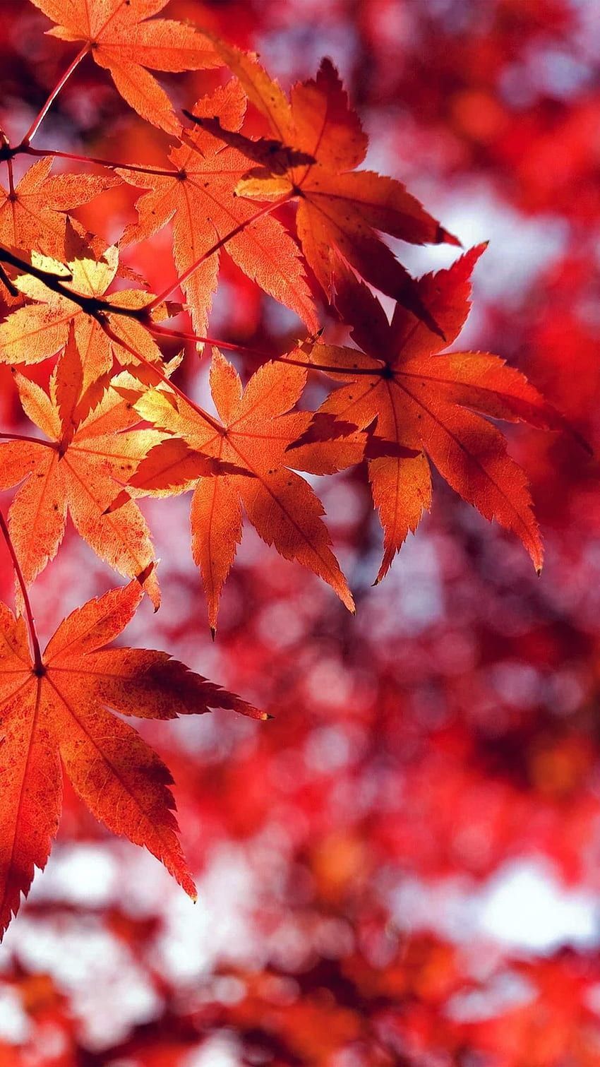 Ahornblätter, Rotes Laub, Nahaufnahme, Leuchtend Rot, HD, Sperrbildschirm fürs iPhone