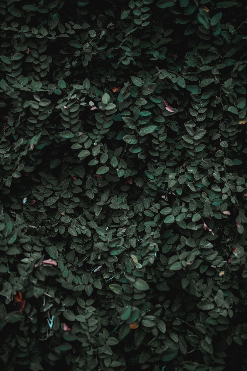 Blätter, Dunkelgrün, Textur, Natur, HD, Handy-Hintergrund im Hochformat